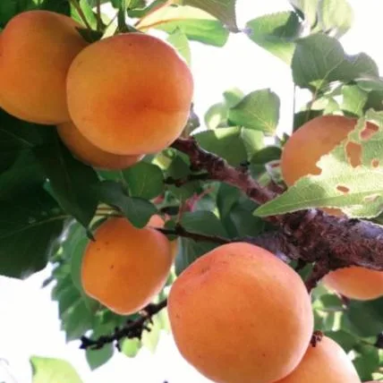Ripe apricots on a branch