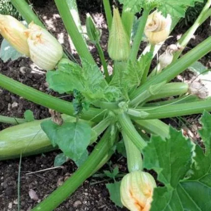 A courgette plant with yellow flowers and young courgettes