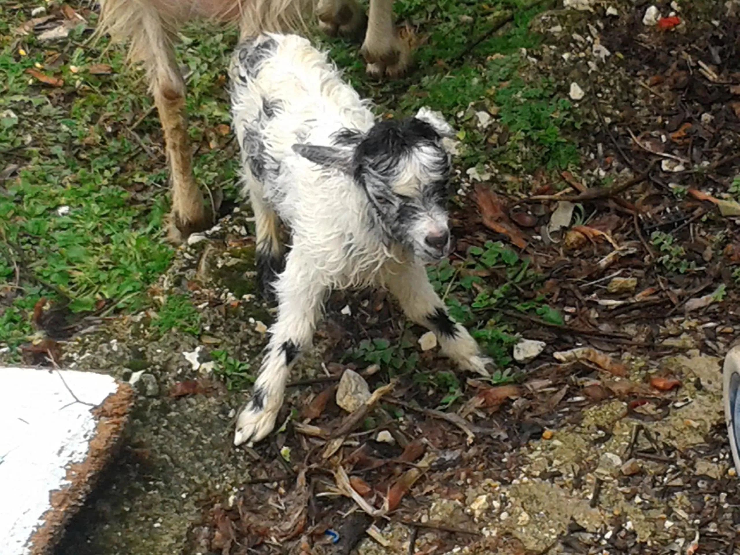 A black and white goat kid standing among dry leaves in the grass