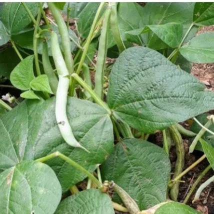 Green beans hanging among bean leaves