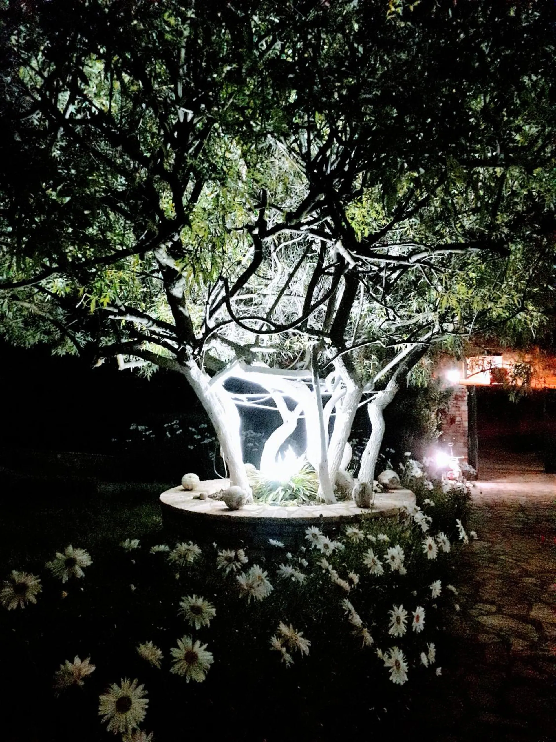 A whitewashed tree lit from below at night above a bed of daisies