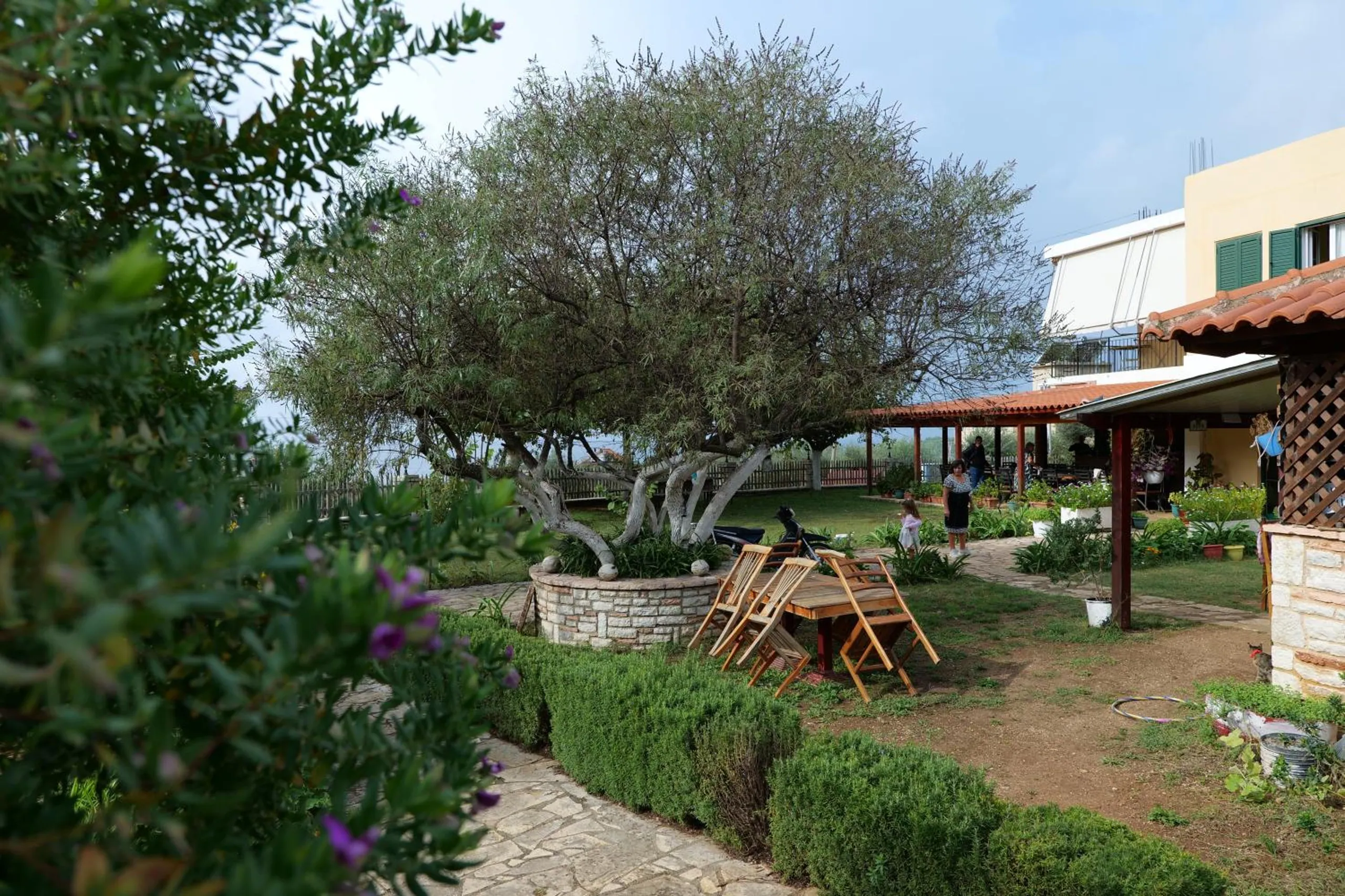 An old olive tree in a stone-edged bed beside wooden garden tables and the pergola
