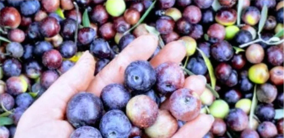 A hand full of freshly picked black and purple olives