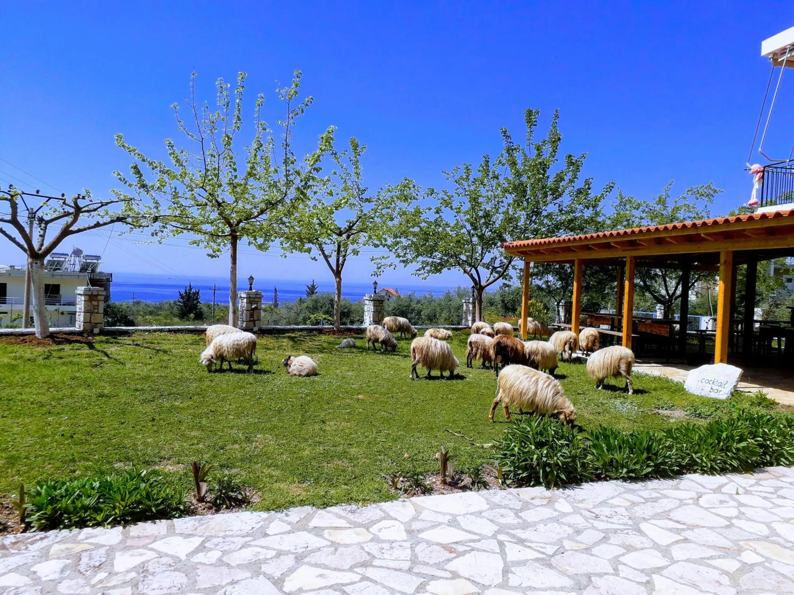 Sheep grazing the lawn at Agrotourism Himara in spring, young plane trees behind them, the pergola on the right and the sea on the horizon