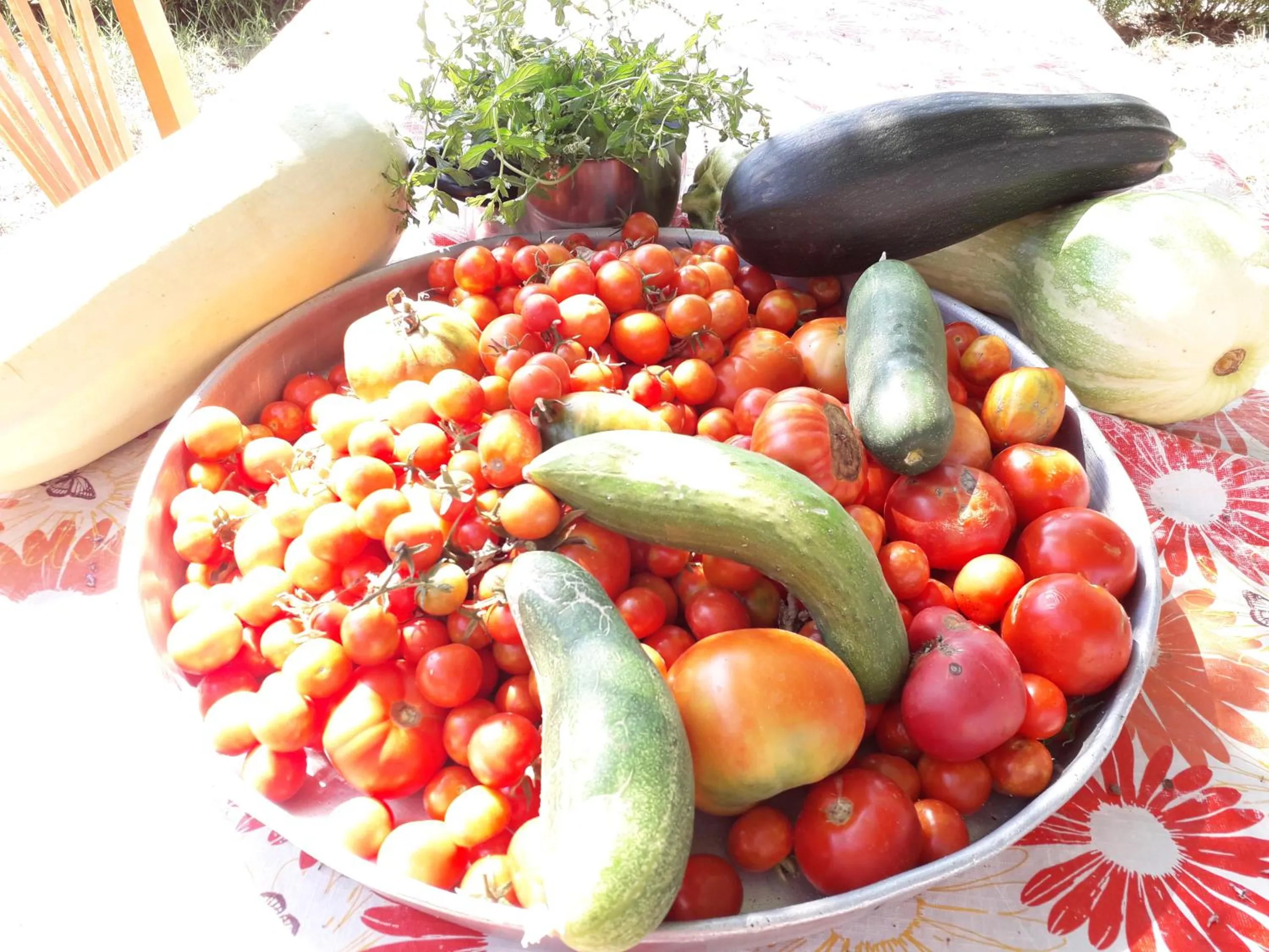 A bowl heaped with tomatoes, cucumbers and courgettes, an aubergine and fresh herbs on a flowered cloth