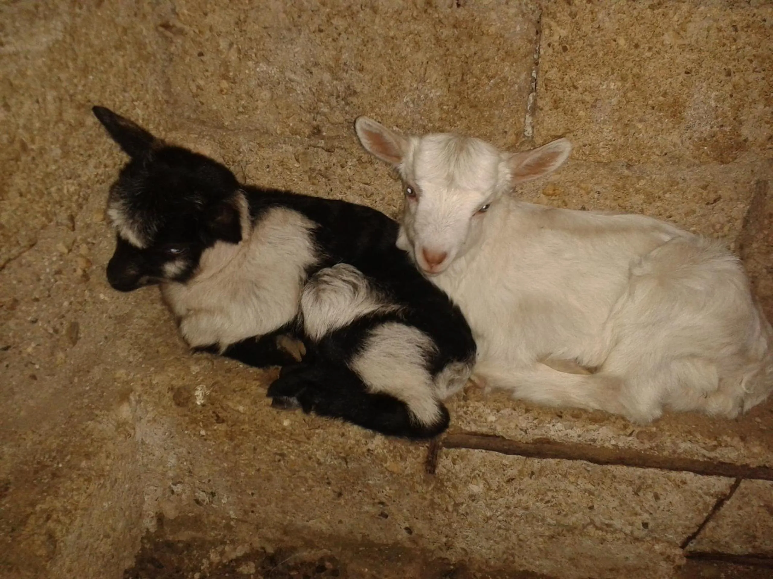 Two young goats, one black and white and one white, curled up together on a stone ledge