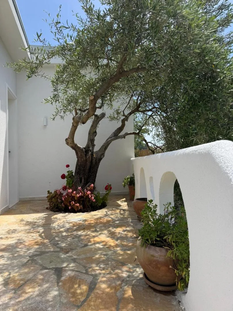 A whitewashed wall with round arches around an olive tree, potted flowers on the flagstones