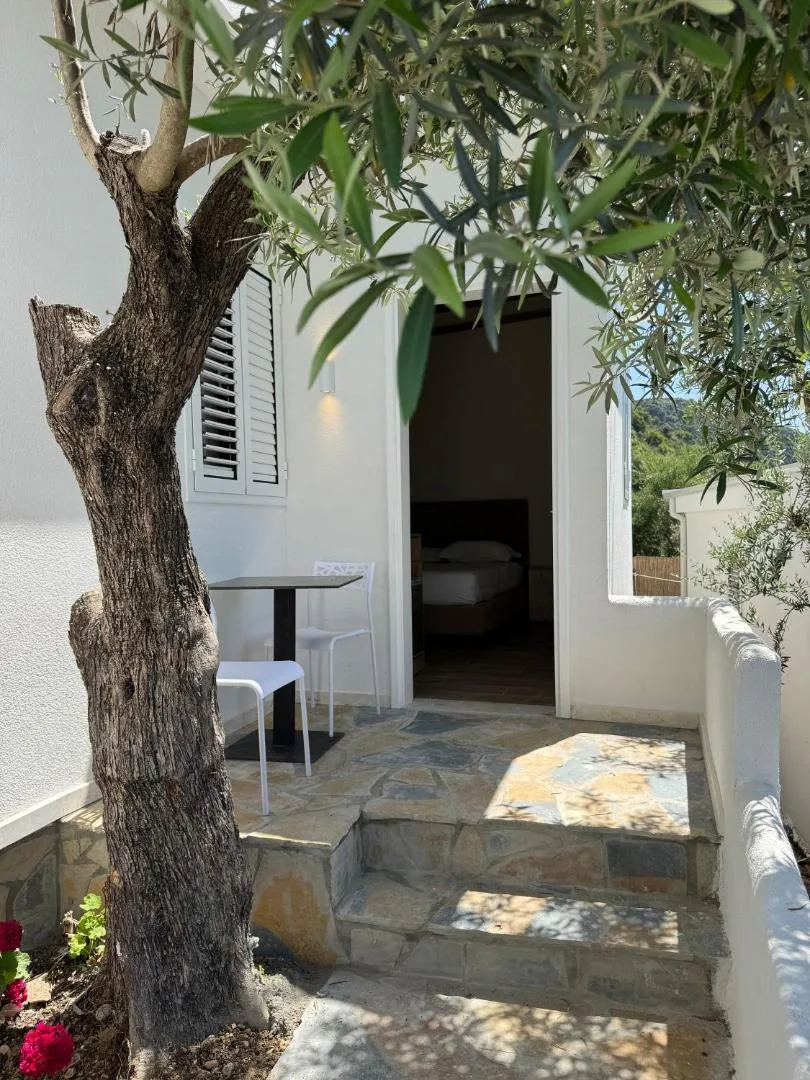 An old olive tree growing in a paved courtyard in front of a white room door