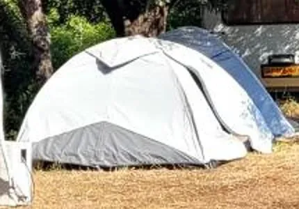 A grey and white dome tent pitched on dry grass in the shade of the olives