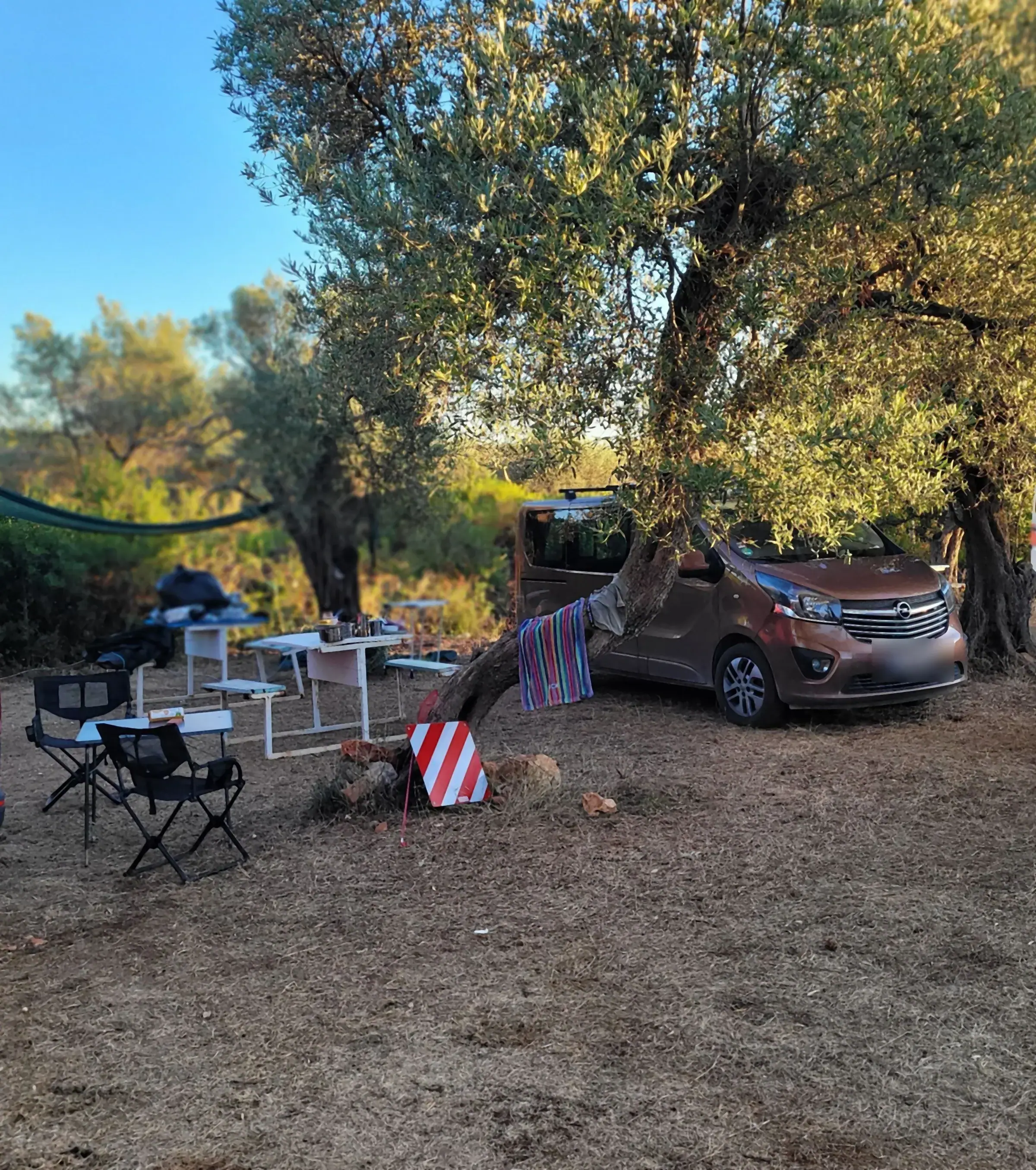 A camper van parked under a broad olive tree in the late sun, folding chairs and tables set out beside it on the grove floor