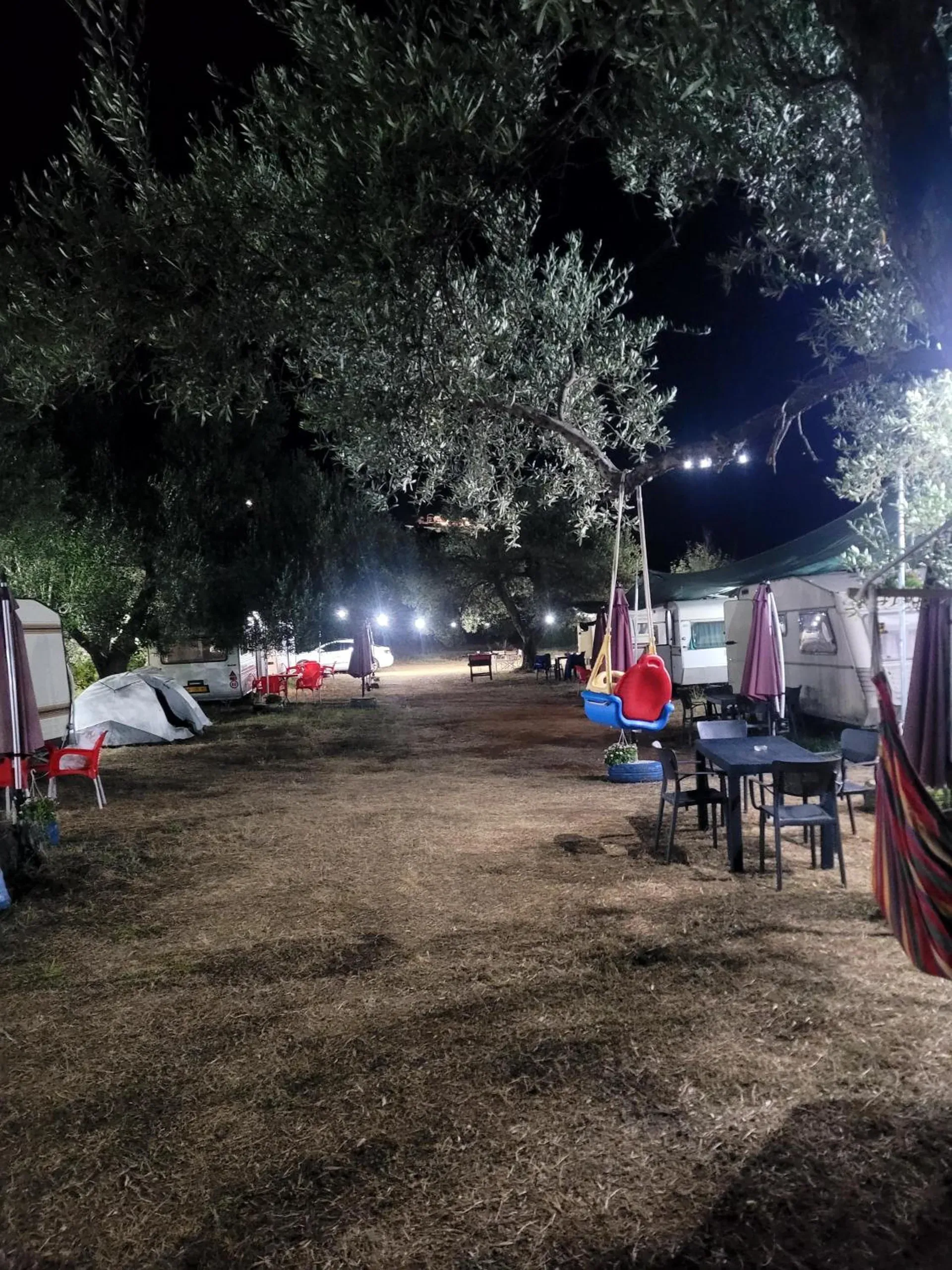 An old olive tree arching over the lit lane at night, caravans, wine-coloured parasols and a hammock beneath it