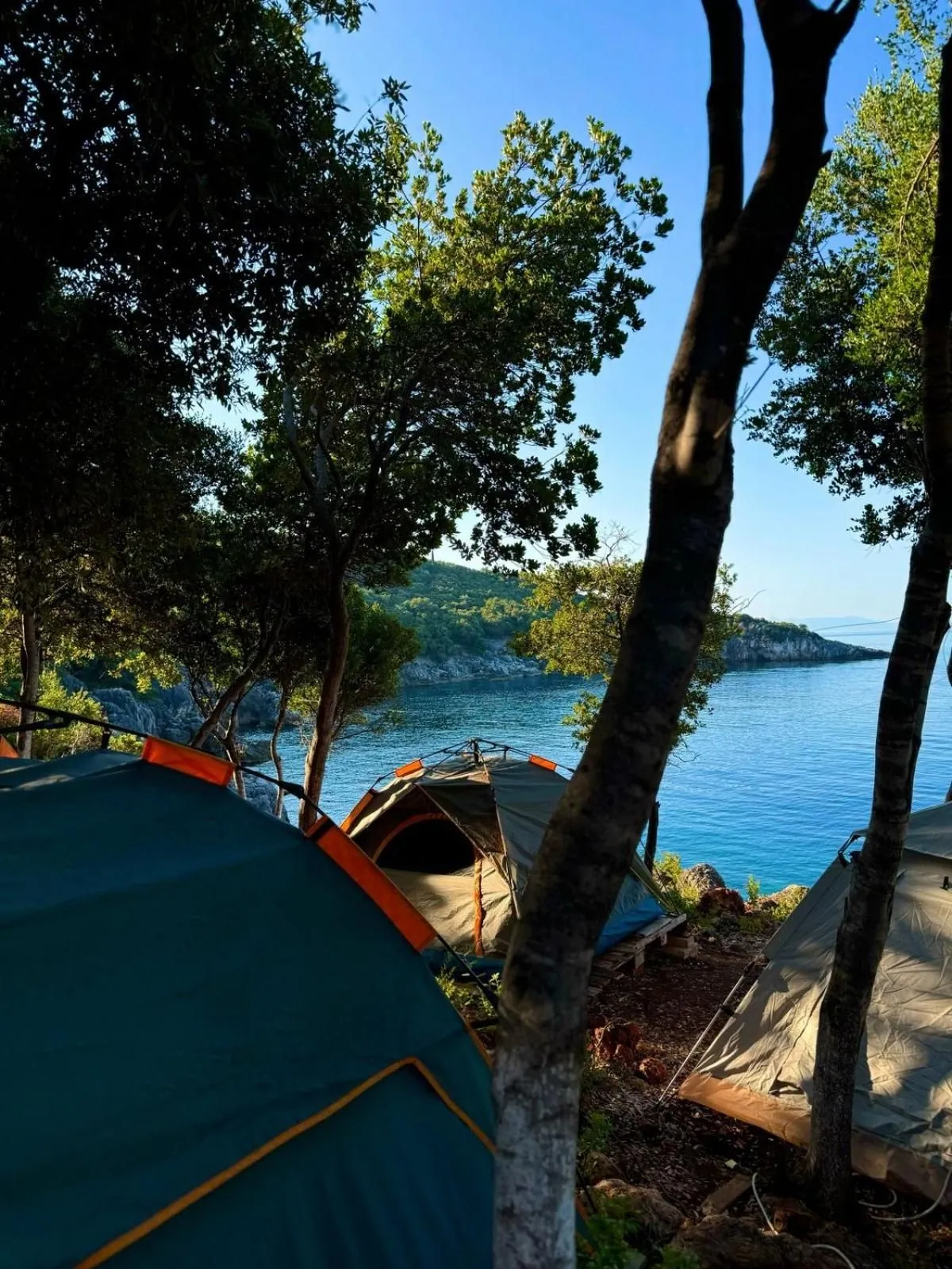 Tents among the tree trunks with the bay showing between them