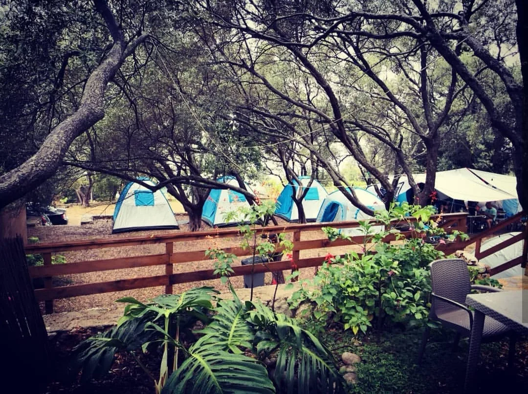 Dome tents scattered among olive trunks beyond a wooden rail fence, a planted bed and a garden chair in the foreground