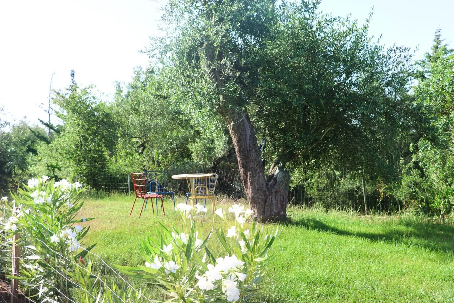 An old olive tree on a sunny lawn with white oleander in the foreground and a table and coloured chairs in the shade