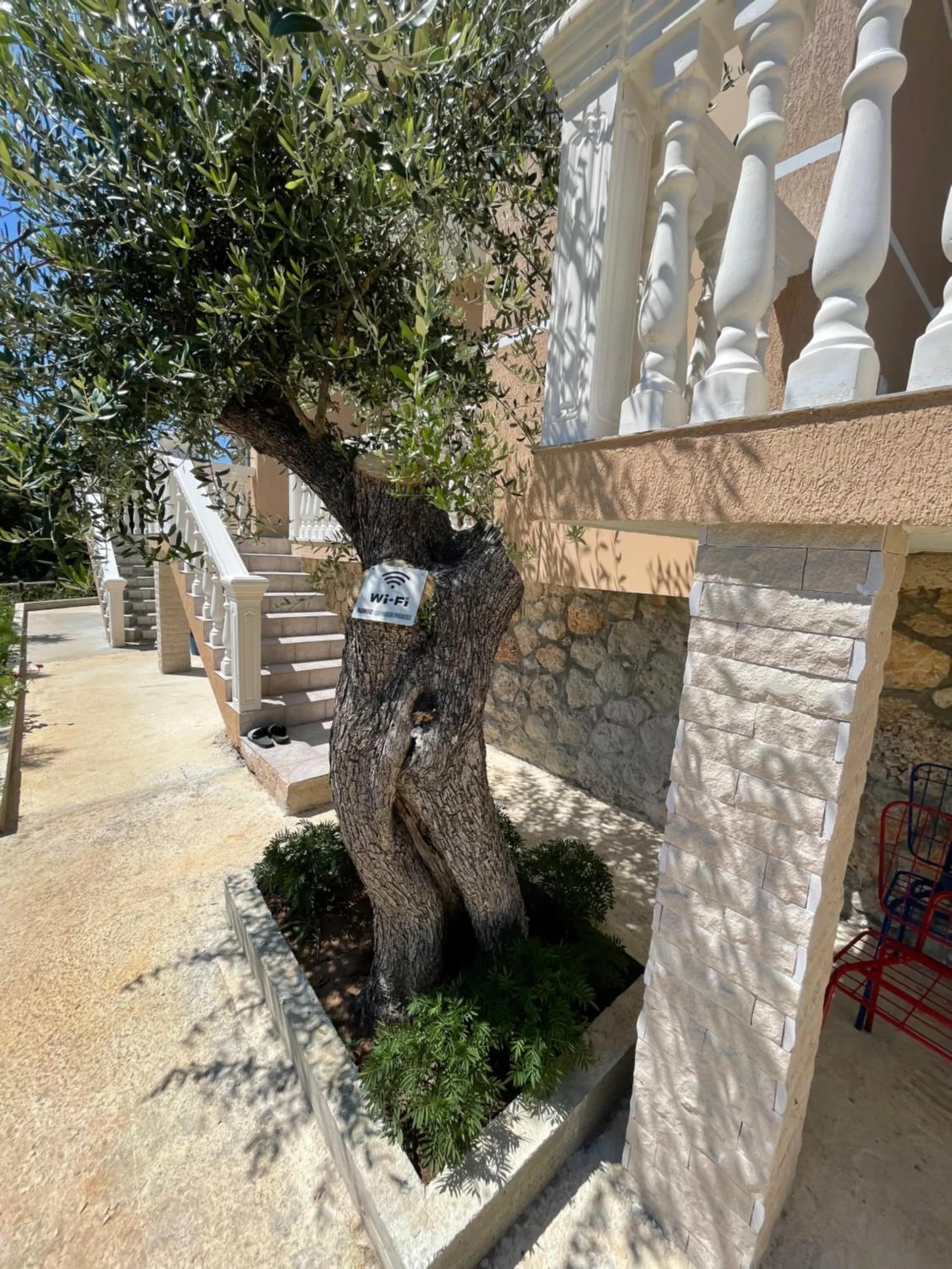 A gnarled olive tree in a stone planter at the foot of a white balustraded stair, between the homes on a sunny path