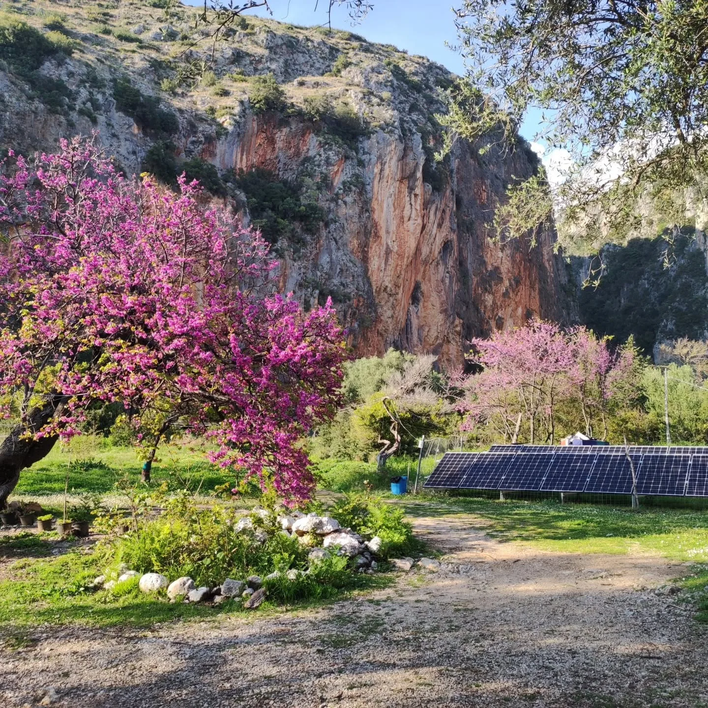 Judas trees in pink flower in the campground garden, a path edged with white stones, solar panels behind and the tall orange-and-grey canyon walls above