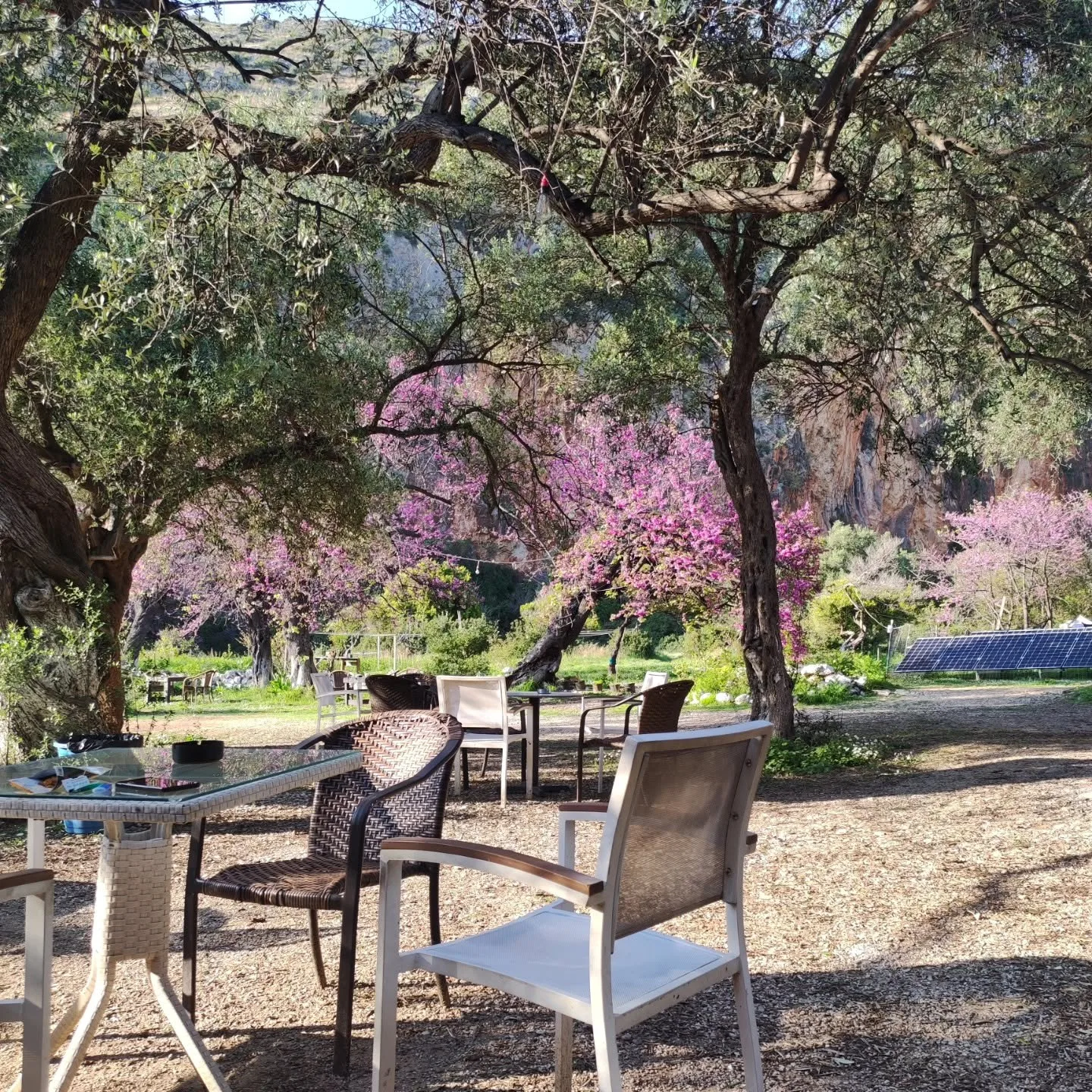 Glass-topped tables and white chairs on gravel under olive trees, with pink-flowering Judas trees and the canyon wall in the background