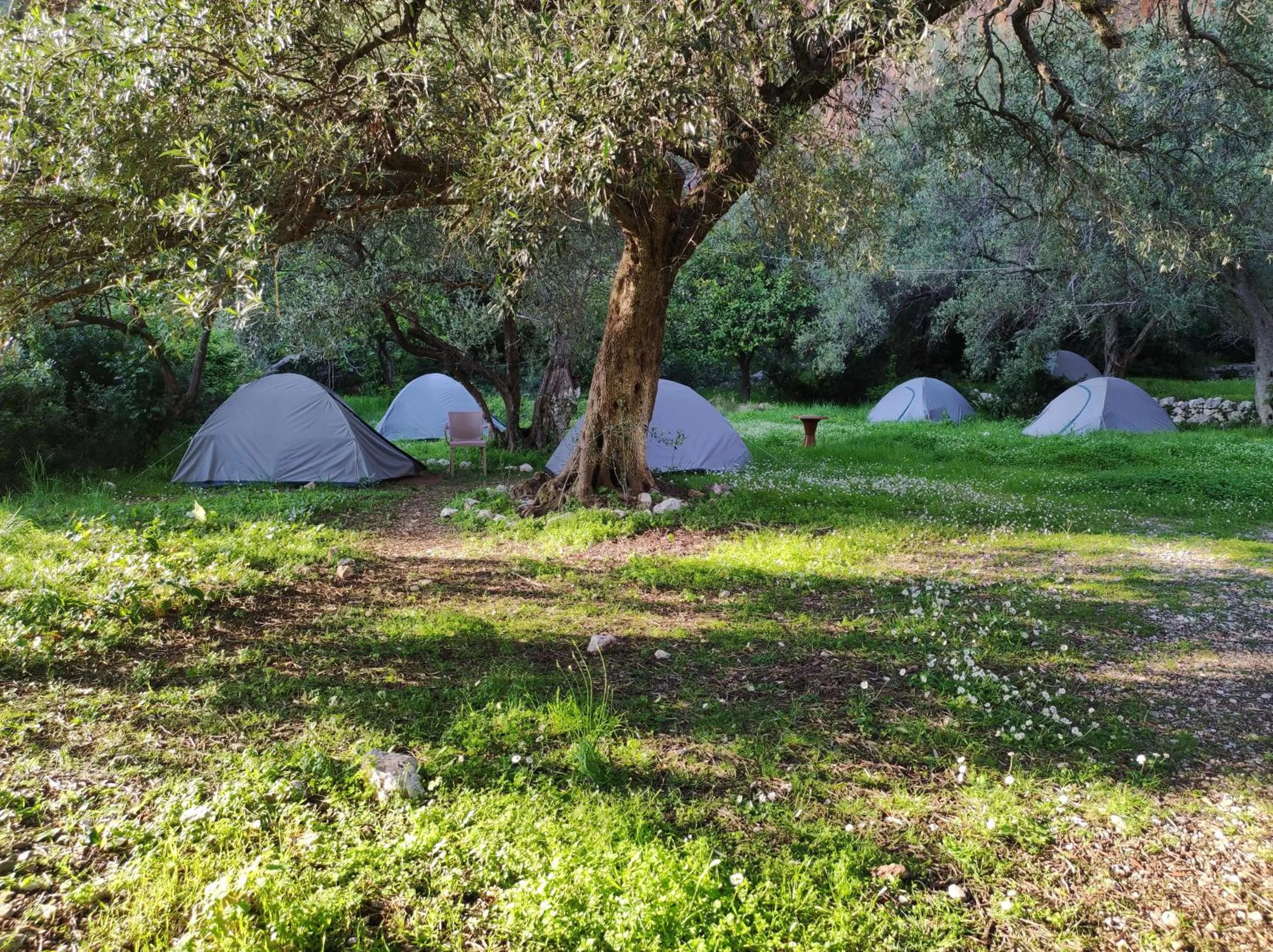 Five grey dome tents pitched on green grass under old olive trees, with daisies in the foreground and a path running through the grove