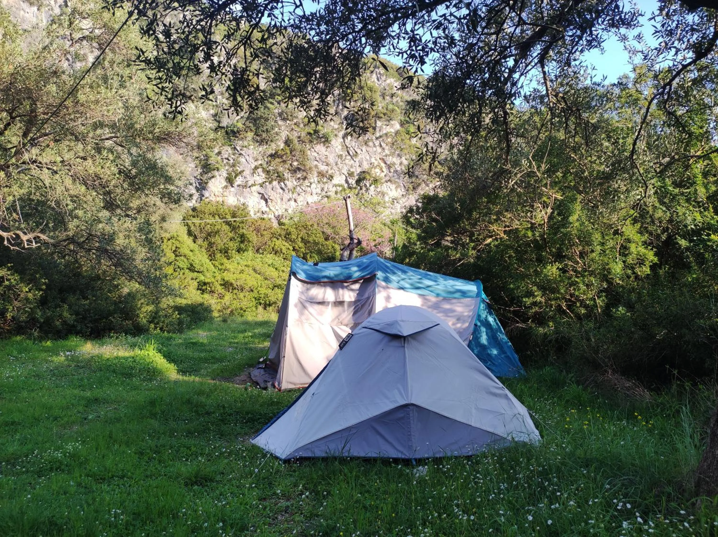 Two dome tents, one grey and one under a blue cover, on long grass in a clearing, with the pale canyon wall showing through the trees behind