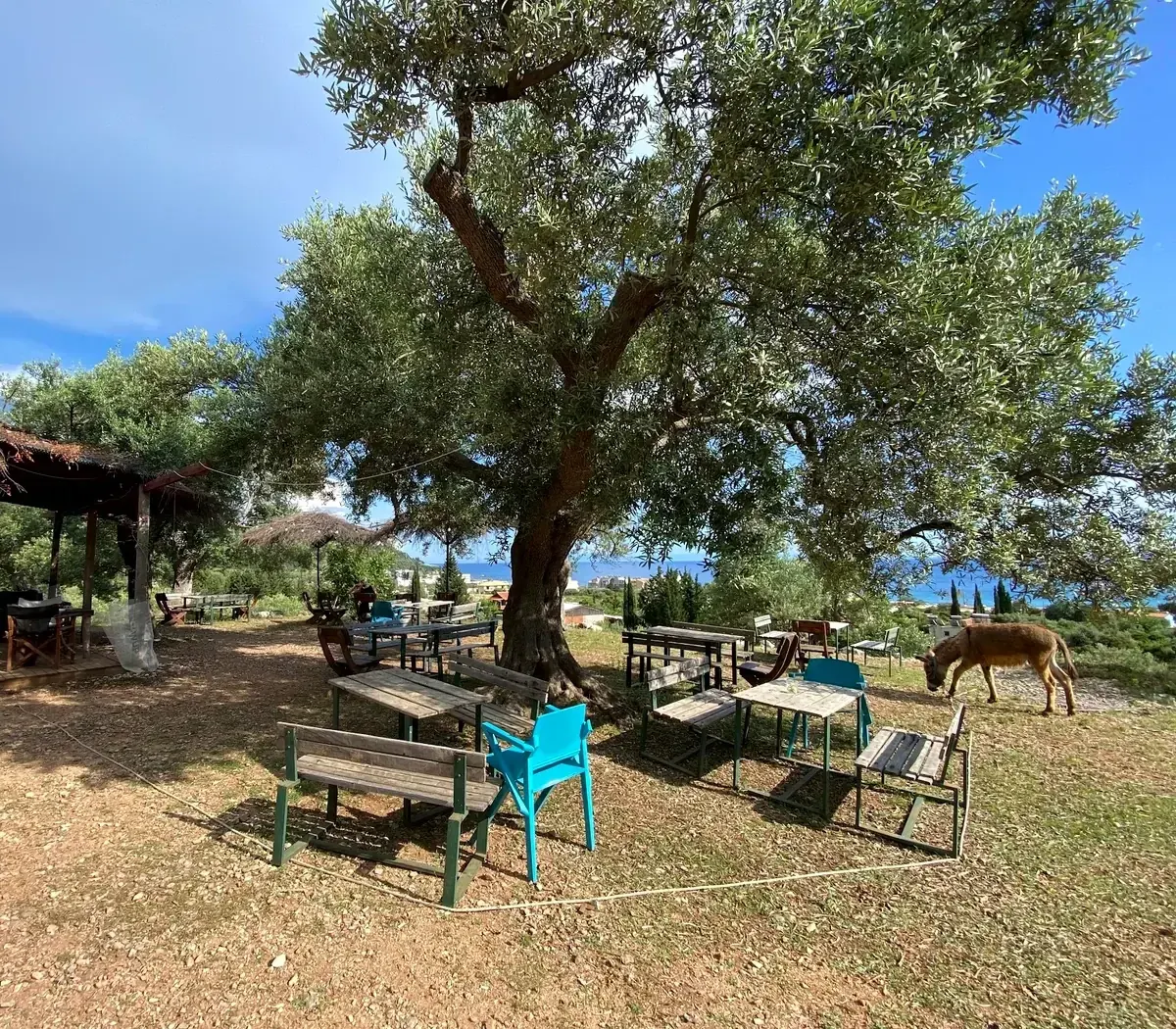 Wooden benches and tables under a huge old olive tree beside the thatched bar at Camping Himara, a donkey grazing at the edge