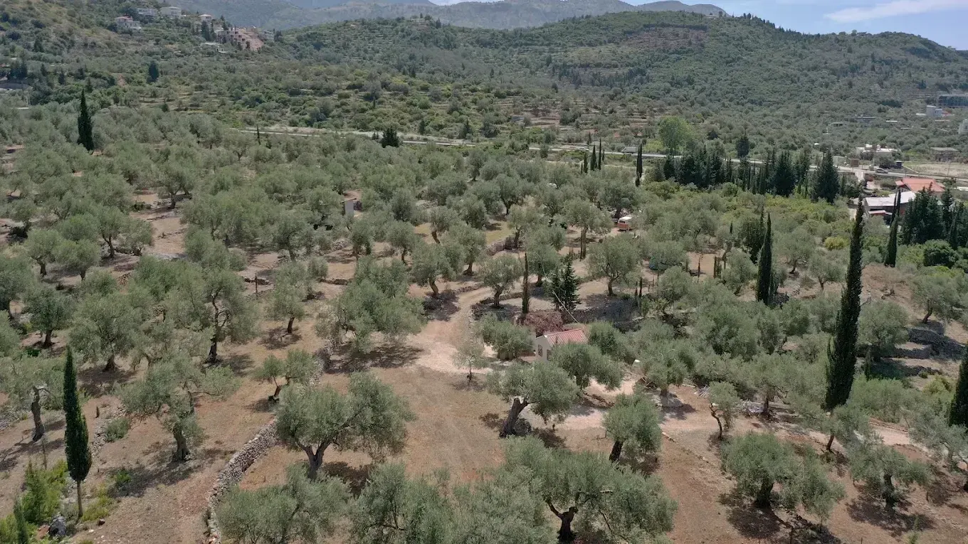 The terraced olive grove of Camping Himara seen from the air, cypresses along the tracks and the coast road beyond