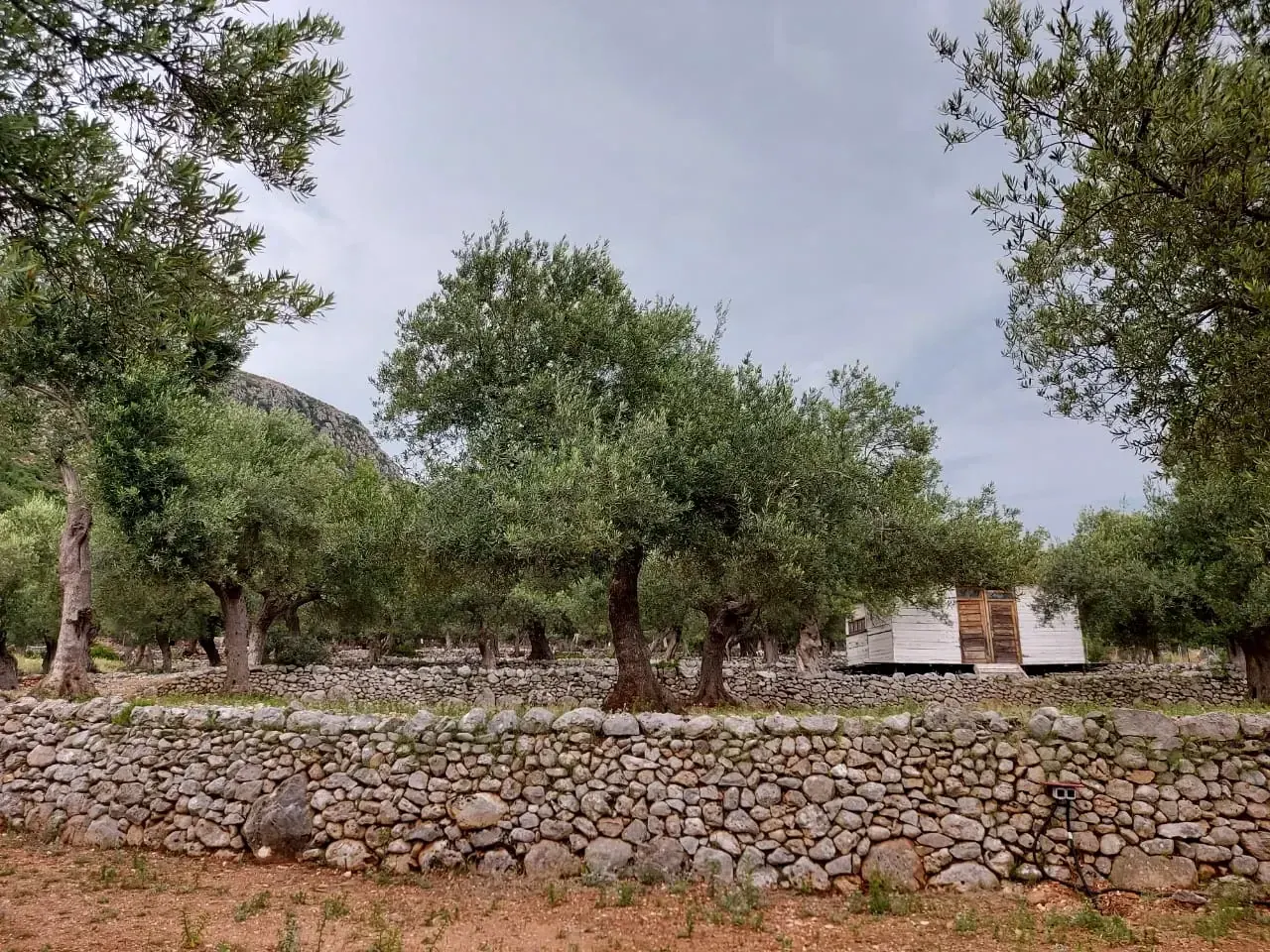 Mature olive trees standing behind stepped dry-stone terrace walls, a white timber cabin among them