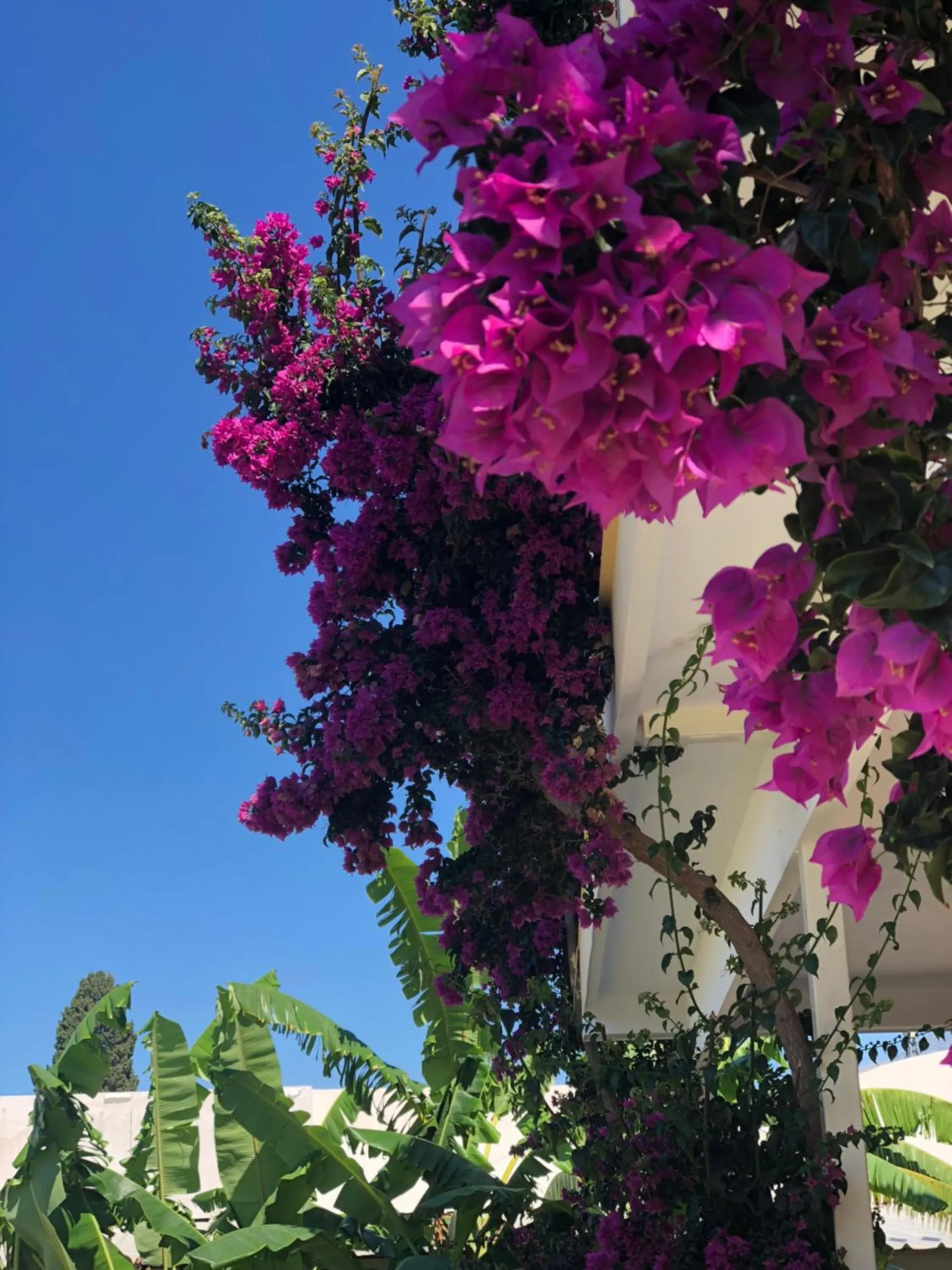 Magenta bougainvillea over a white post against a clear blue sky
