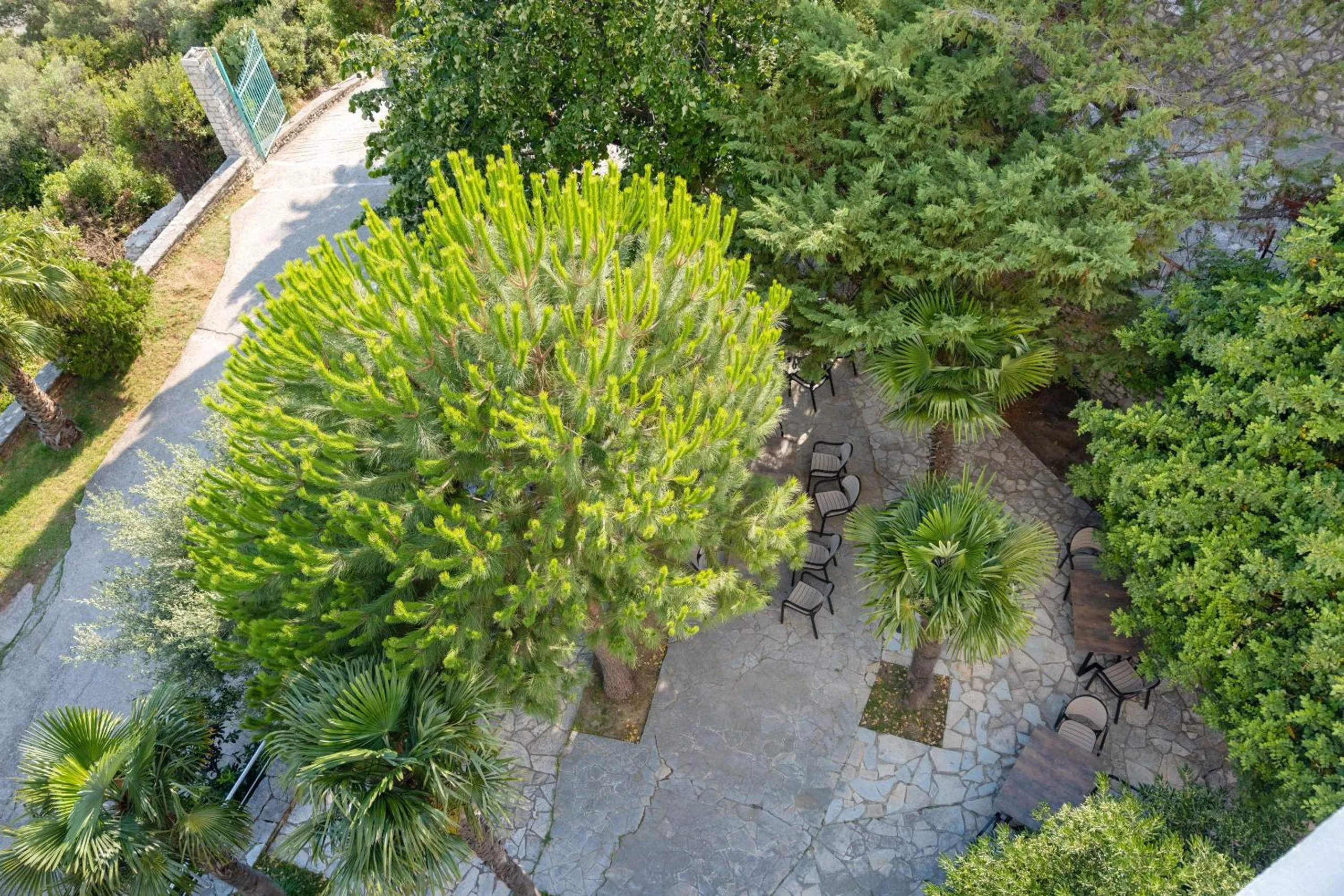 The garden seen straight down from an upper floor: palms, a broad green tree and a paved court with tables
