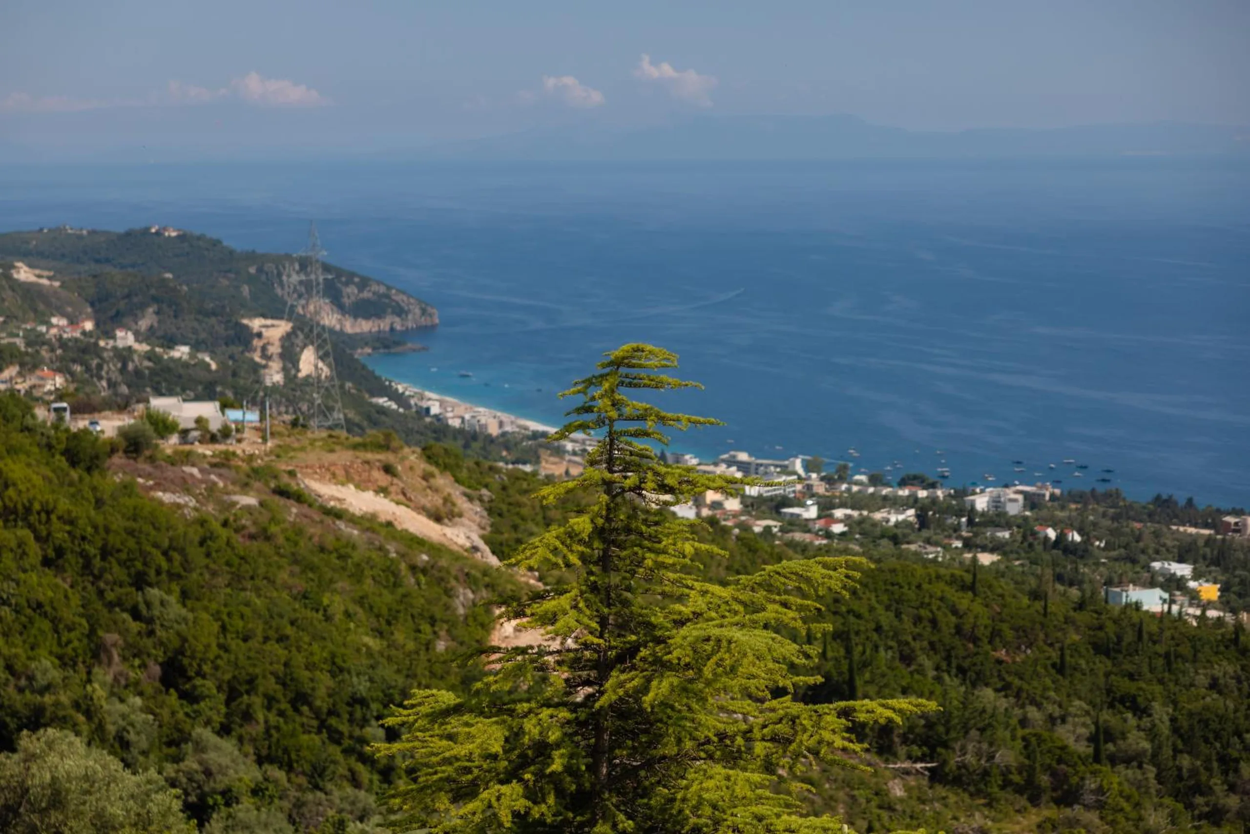 A cedar in the foreground on the green hillside, a curving beach and a rocky headland in the bay below