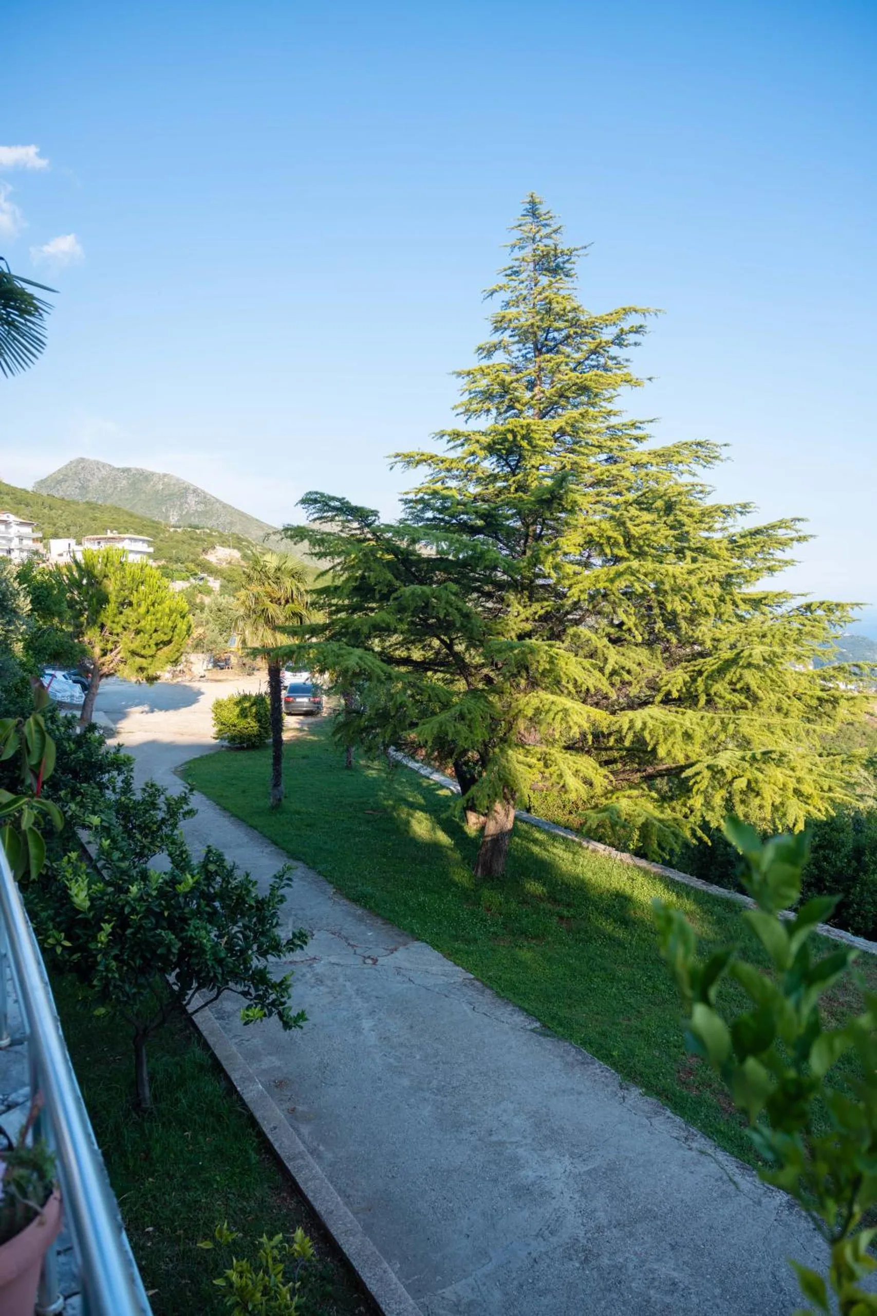 A cedar on a sloping lawn beside the drive, with the hill and the sea beyond