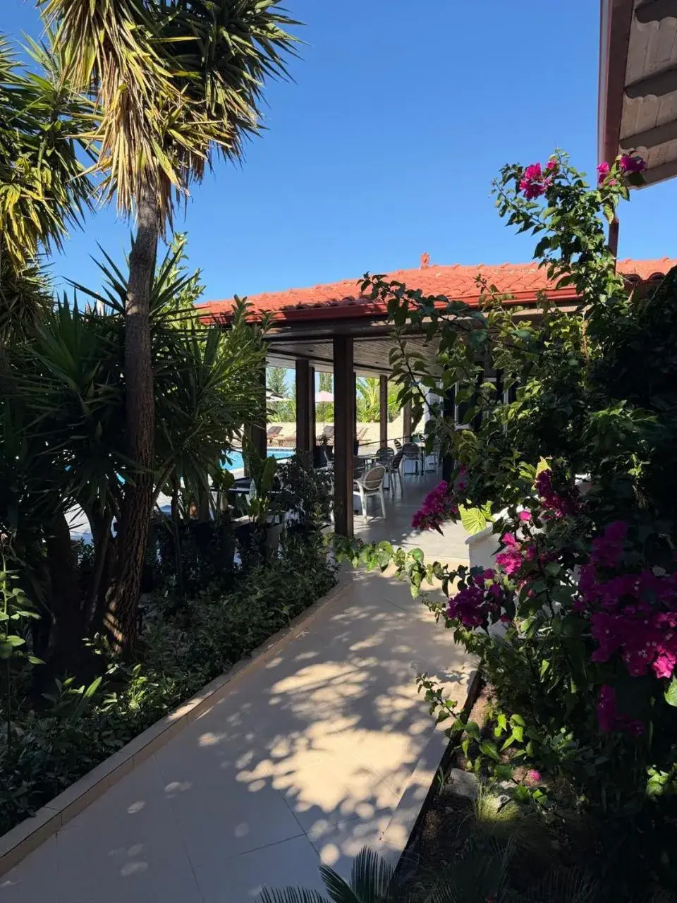 A paved path through the garden under a palm, with magenta bougainvillea and a tiled pergola ahead