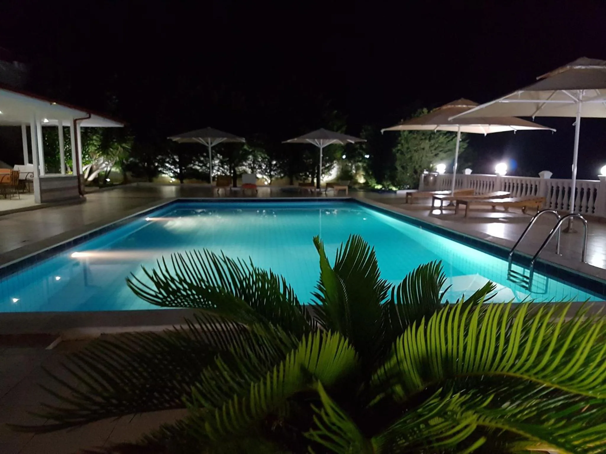 A cycad in the foreground of the lit pool at night, with white gazebos and umbrellas behind