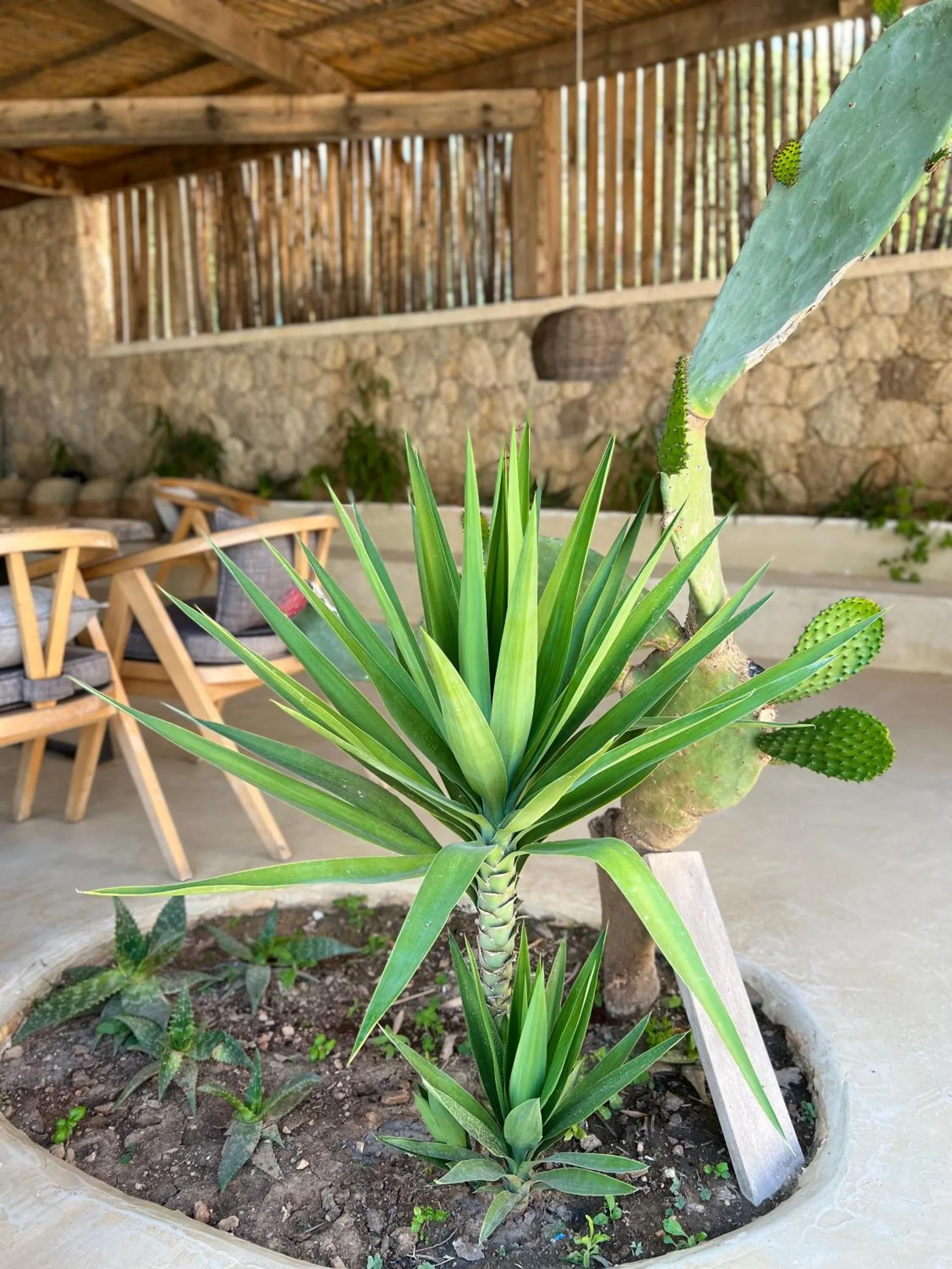 An agave and a prickly pear planted in a round bed in the terrace floor, wooden chairs and the reed wall behind