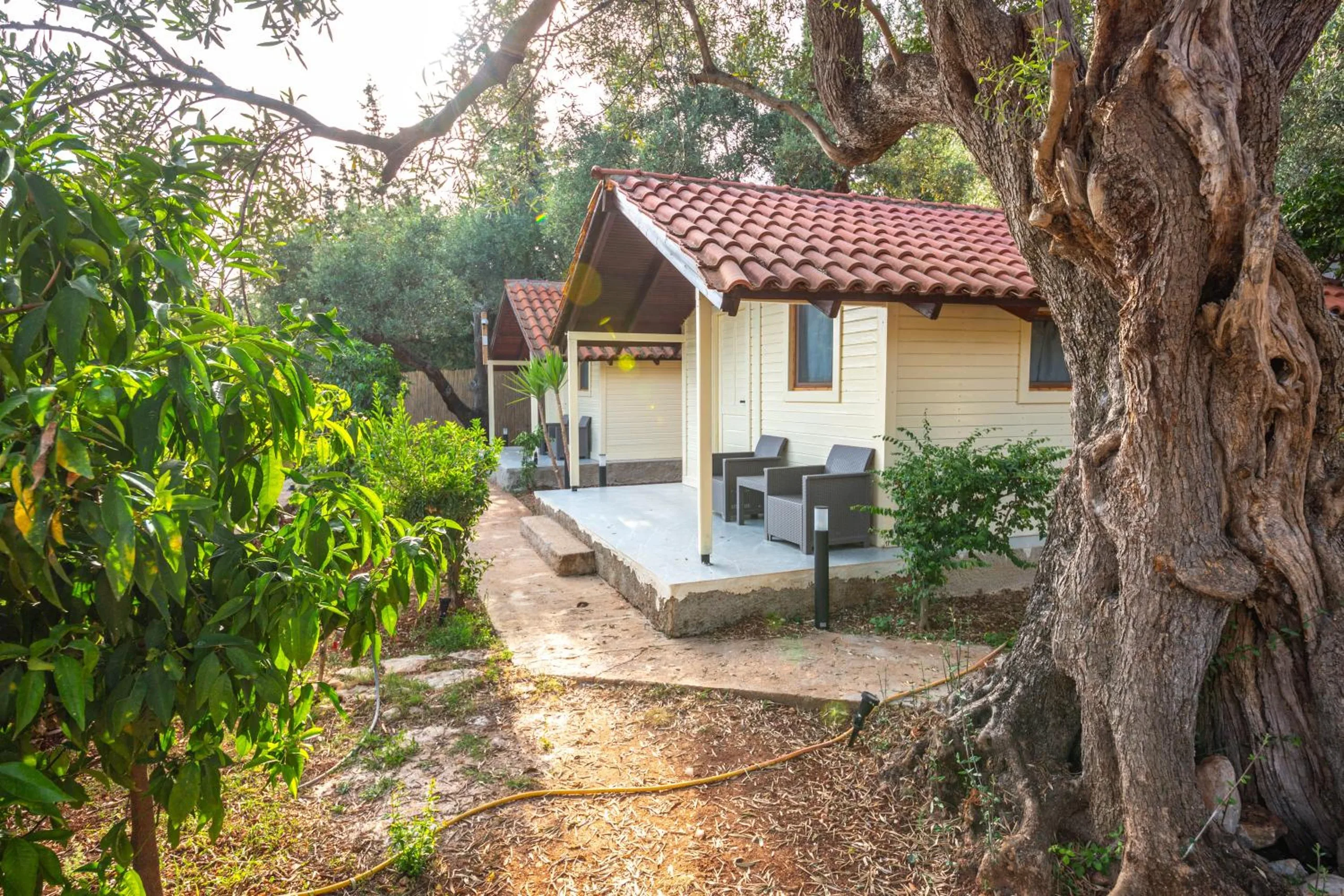 A cream bungalow with a terracotta roof and wicker chairs on its porch, beside the twisted trunk of an old olive tree