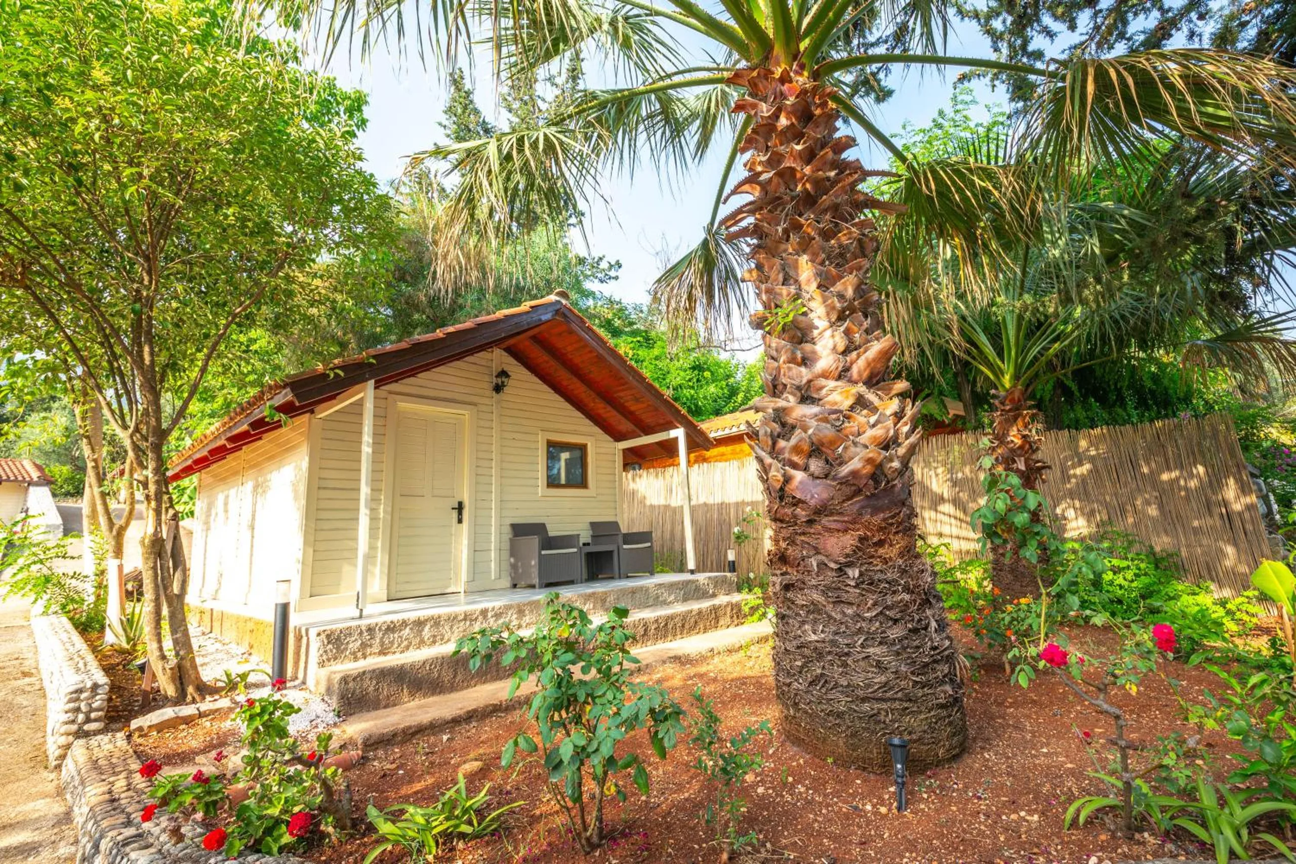 A cream bungalow behind a tall palm trunk, roses and young plants in the bed in front of its porch