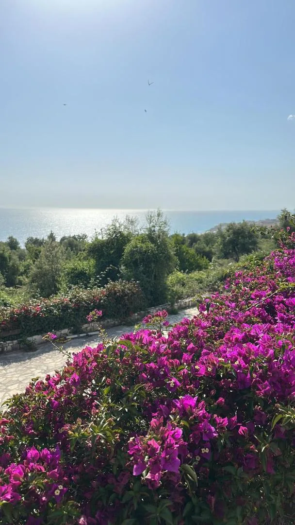 Magenta bougainvillea in the foreground and olive trees running down to a bright sea