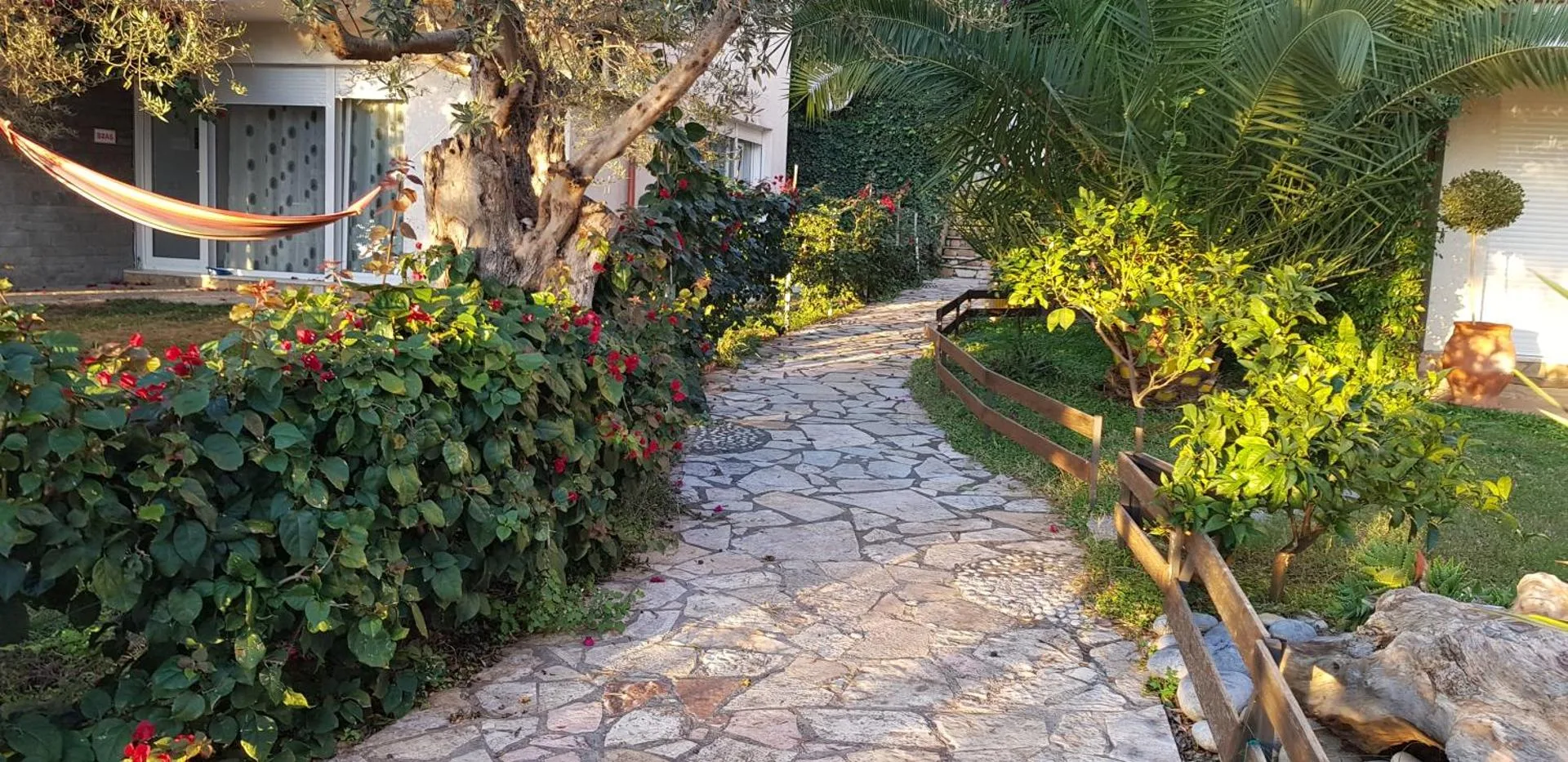 A crazy-paved stone path curving through the garden between flowering shrubs, palms and an olive trunk
