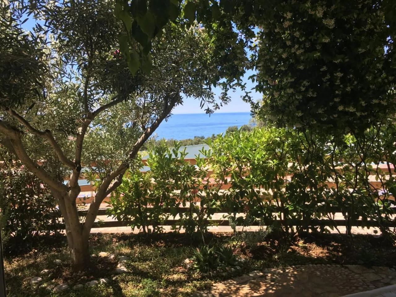 The sea glimpsed through the branches of the olive trees from a villa's garden