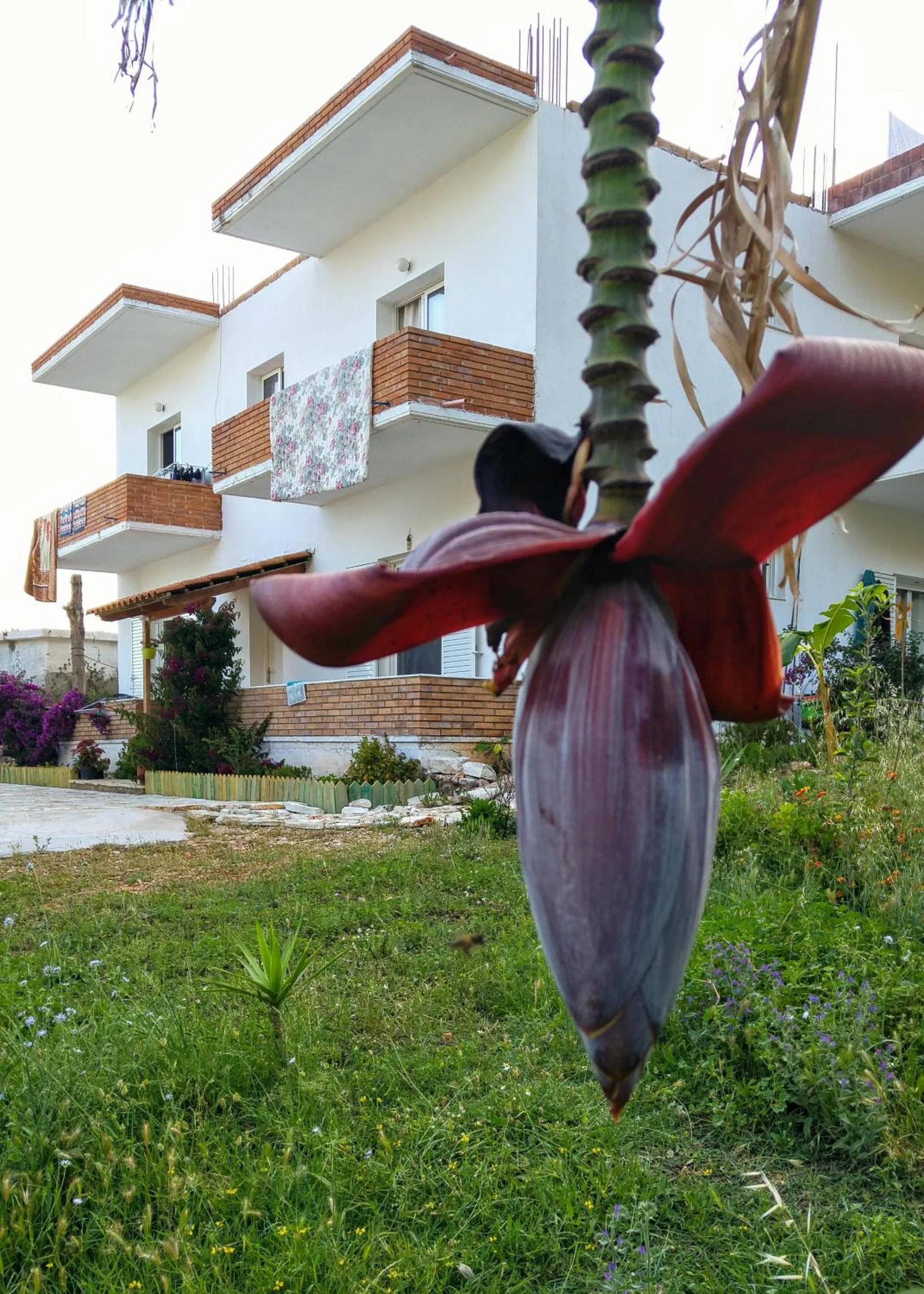A banana flower hanging in the foreground, the white house and its balconies behind on a green lawn