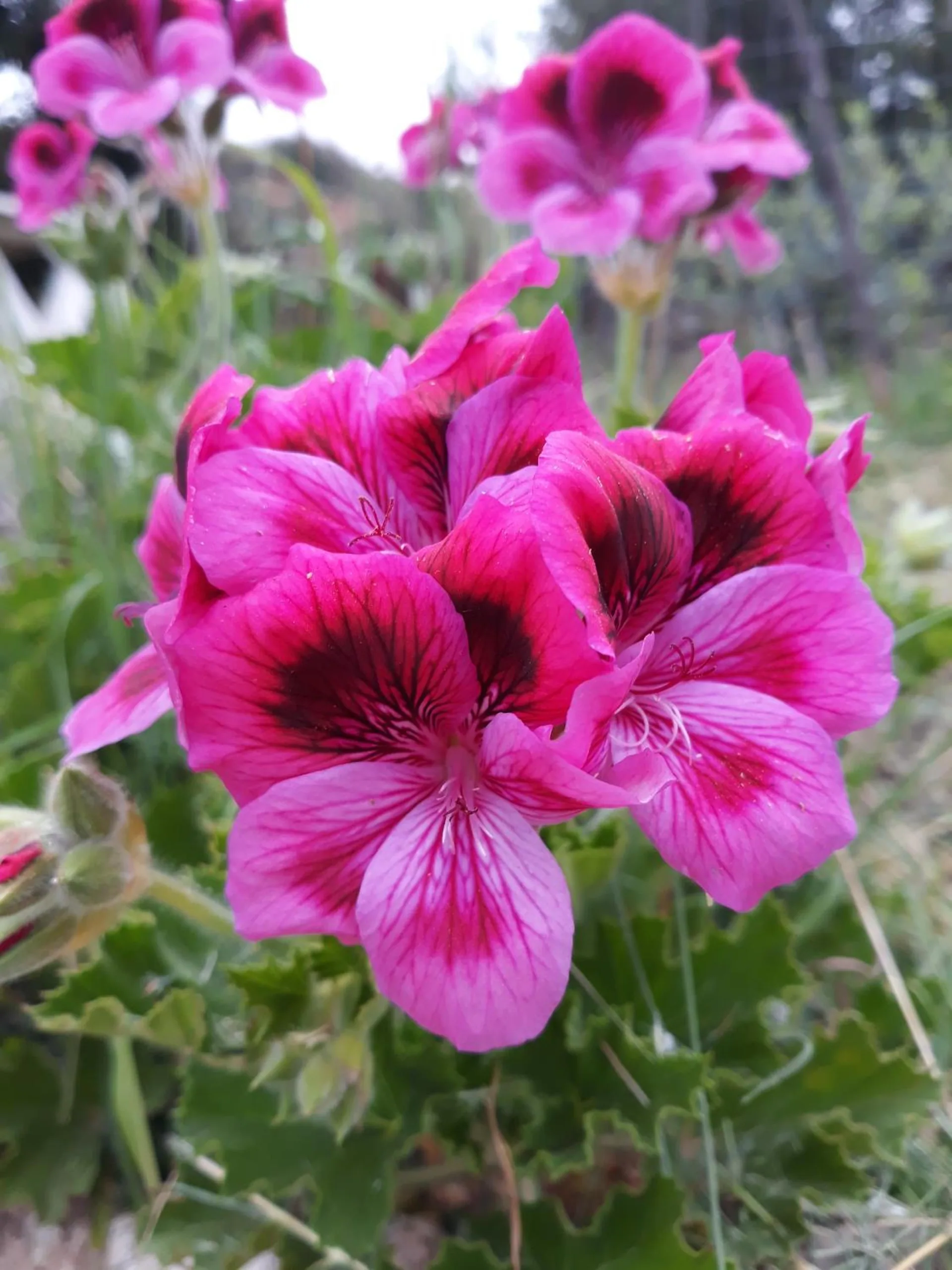 Close-up of a magenta geranium flower