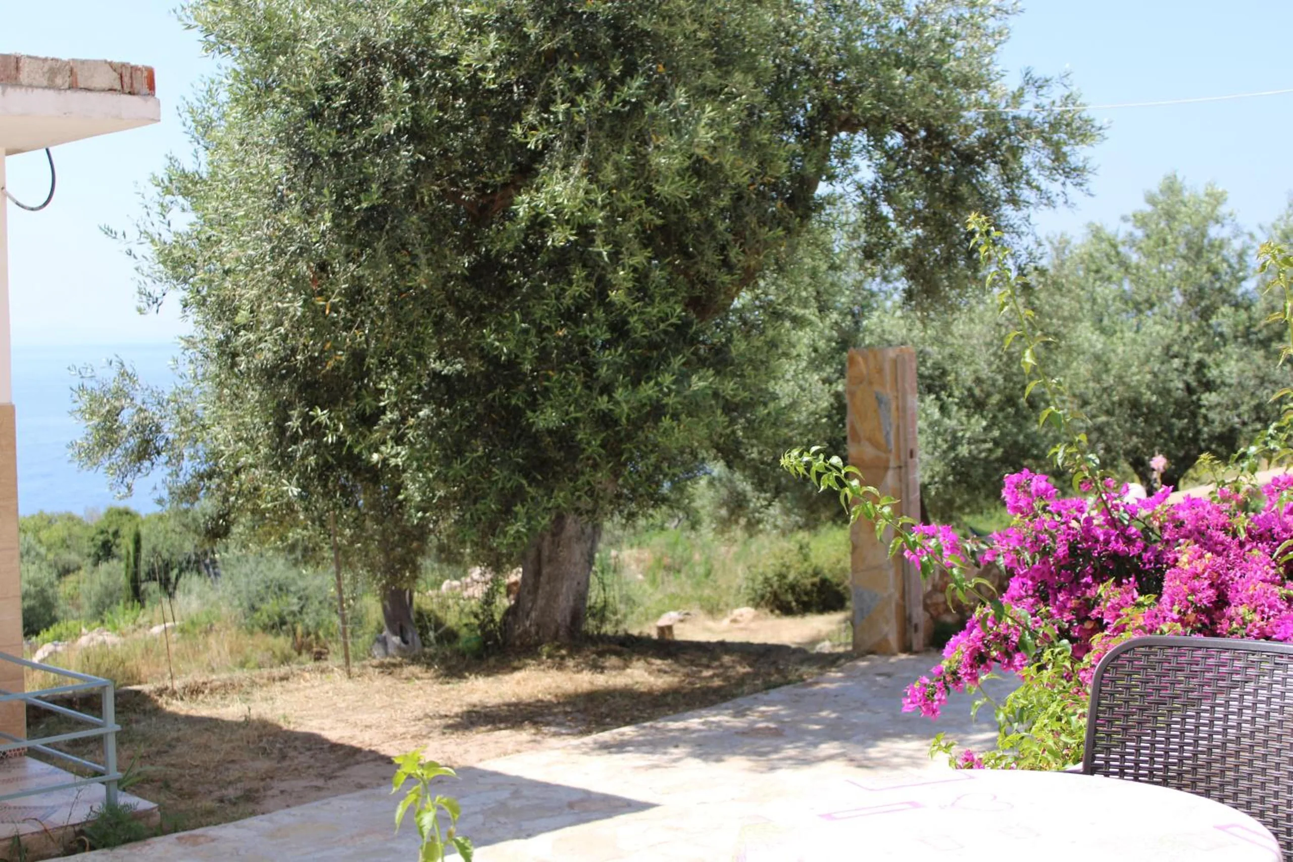 An old olive tree shading a flagstone terrace, bougainvillea at its edge and a strip of blue sea beyond the trees
