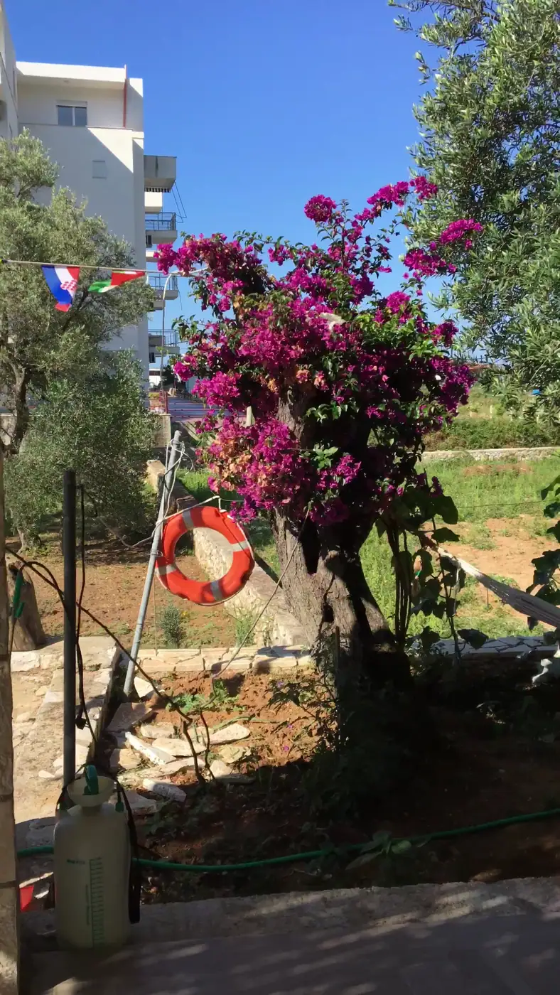 A bougainvillea in full magenta flower growing from an old trunk in the garden, an orange life ring hung on a post beside it and an olive tree on the right
