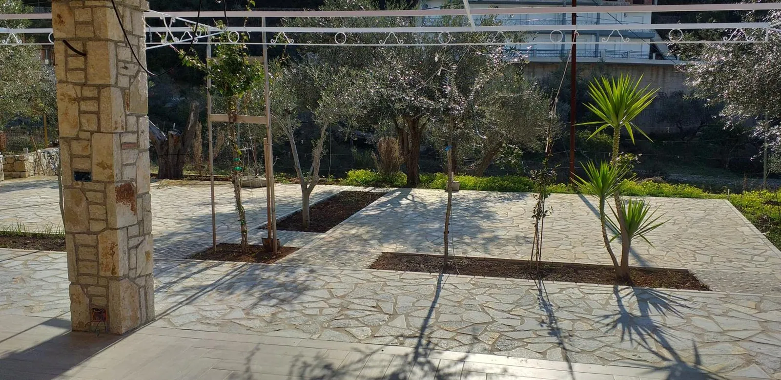 A wide flagstone terrace planted with young olive trees in square beds, a stone pillar and a white pergola frame, the olive grove behind