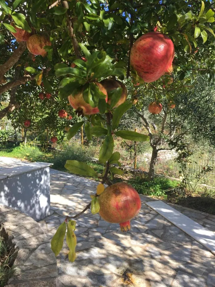 Ripe red pomegranates hanging from a branch over a sunlit flagstone path