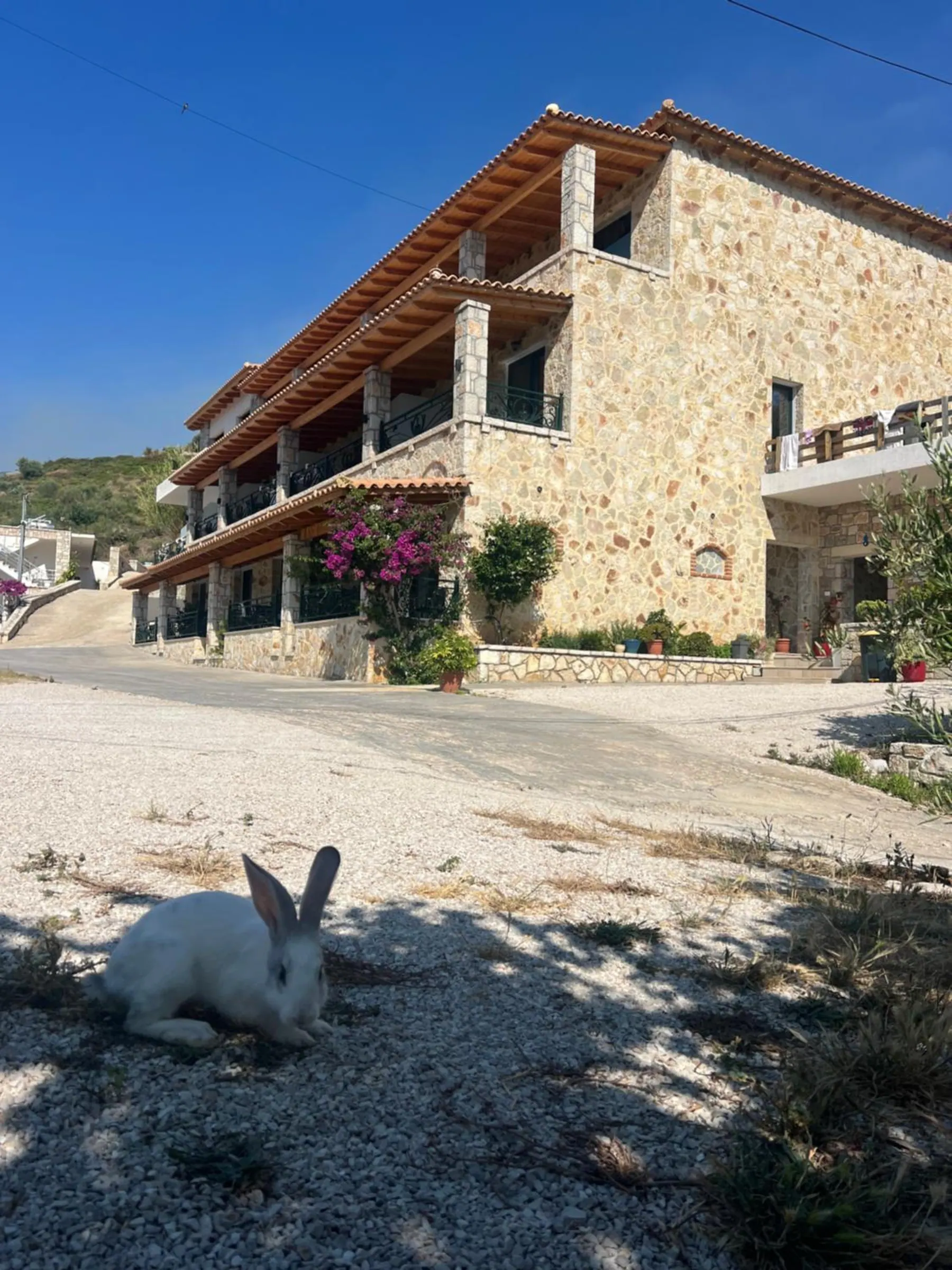 The stone house from the lane on a clear day, bougainvillea on the gallery and a white rabbit resting in the shade in front