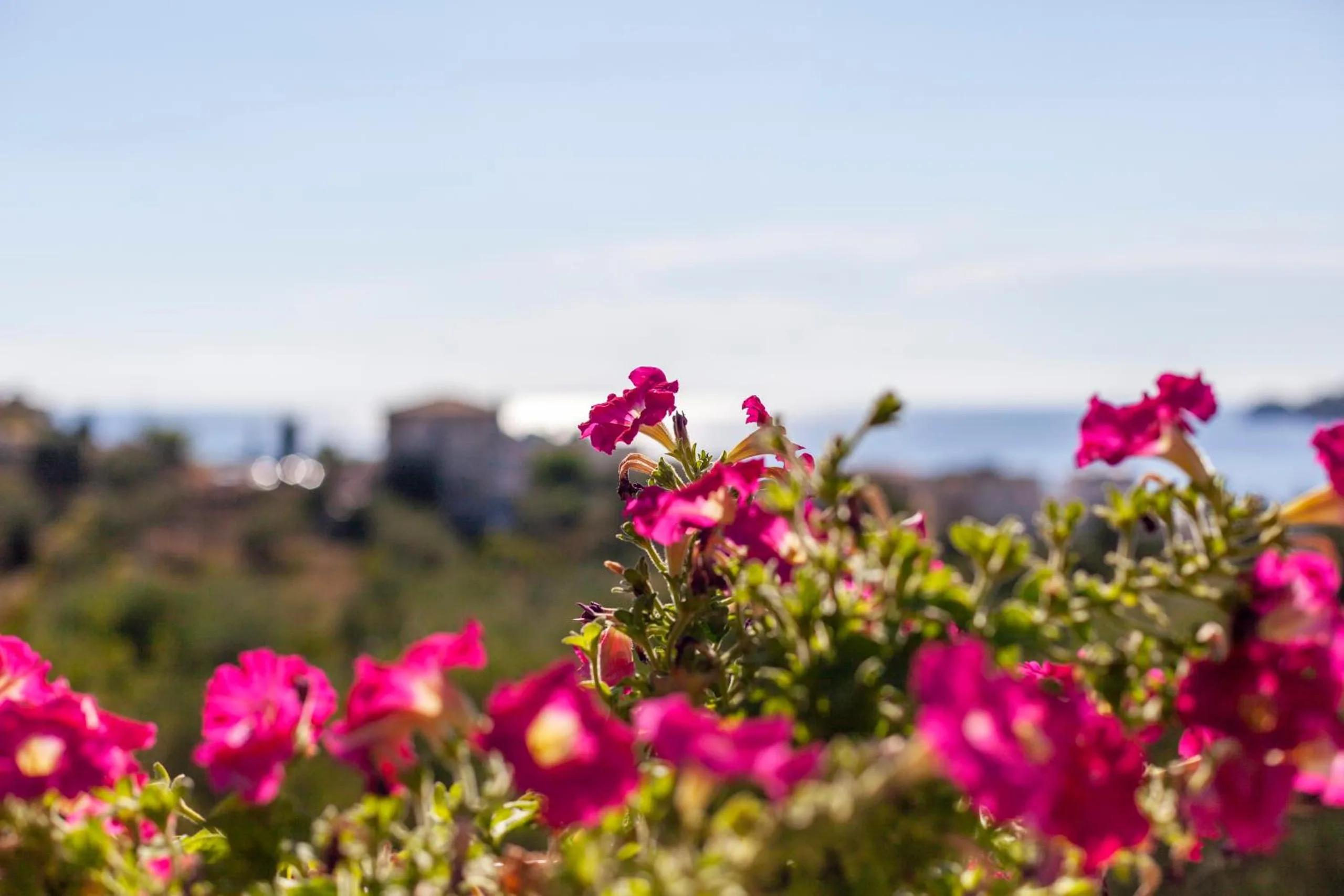 Pink flowers in sharp focus on the terrace rail, the hillside and the blue line of the sea blurred behind them