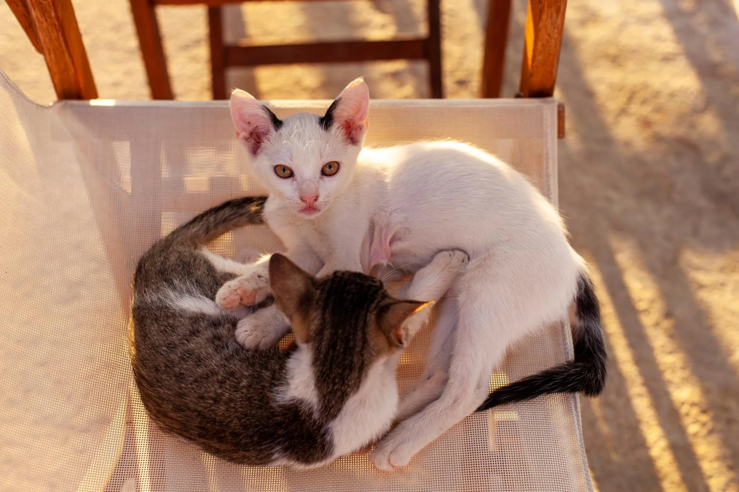 Two kittens, one white and one tabby, curled together on the canvas seat of a director's chair in late sun