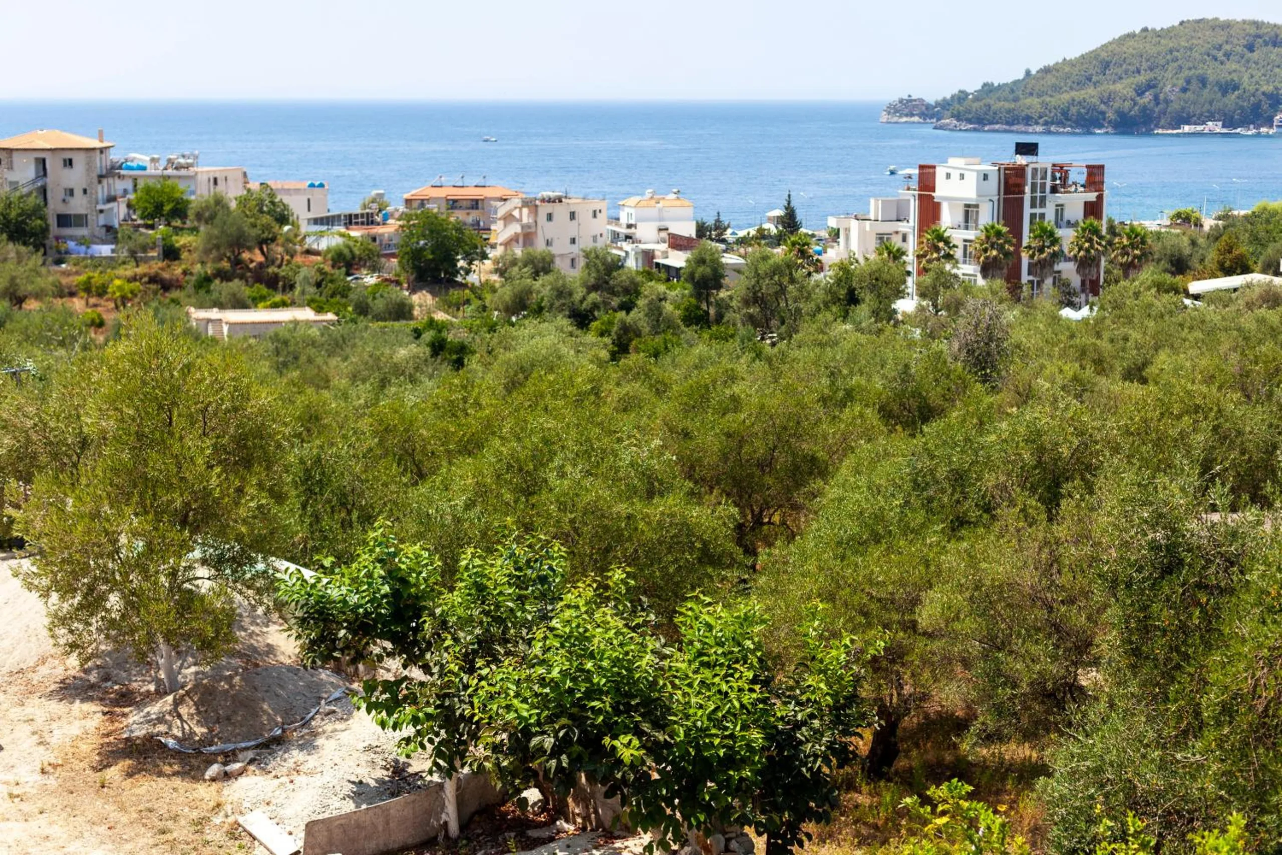 The olive grove below the house running down to the houses of Potam, the sea and a wooded headland