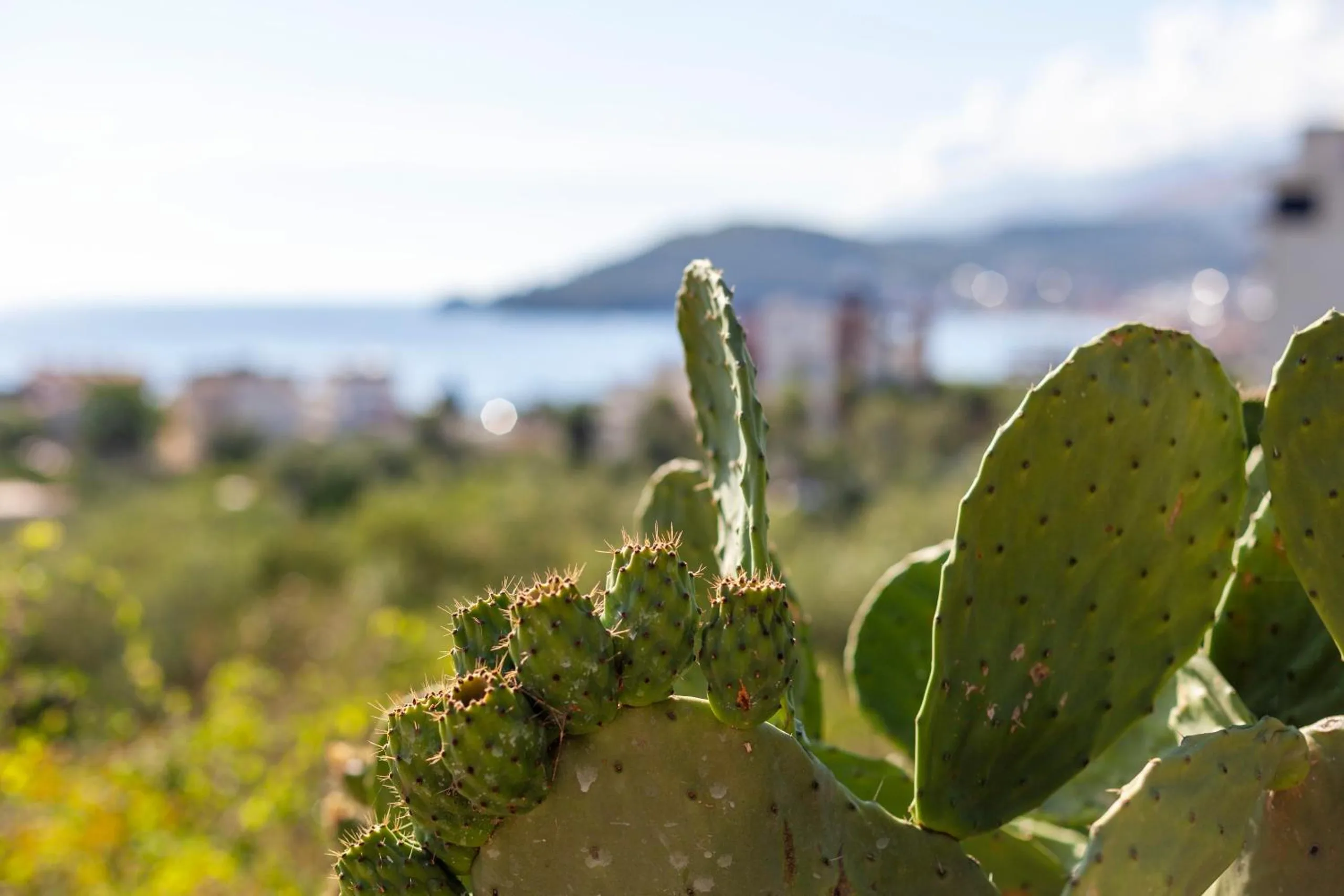 A prickly pear cactus in the foreground with the green hillside, the town and the bay soft behind it
