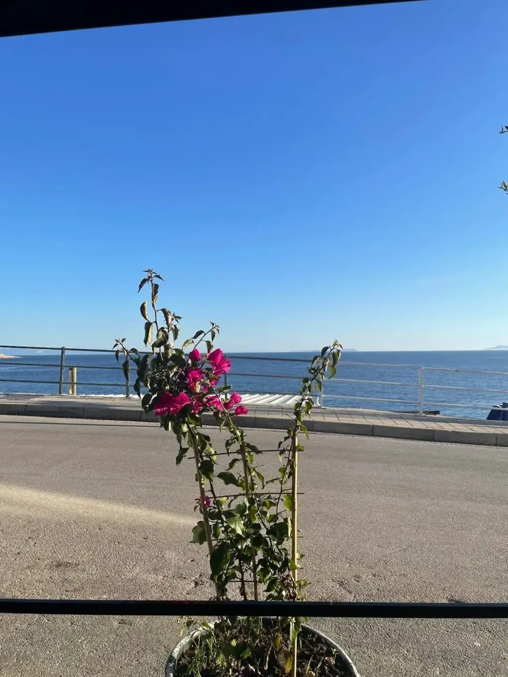 Bougainvillea in a planter at the restaurant's edge, the seafront road and railing, and the open Ionian beyond